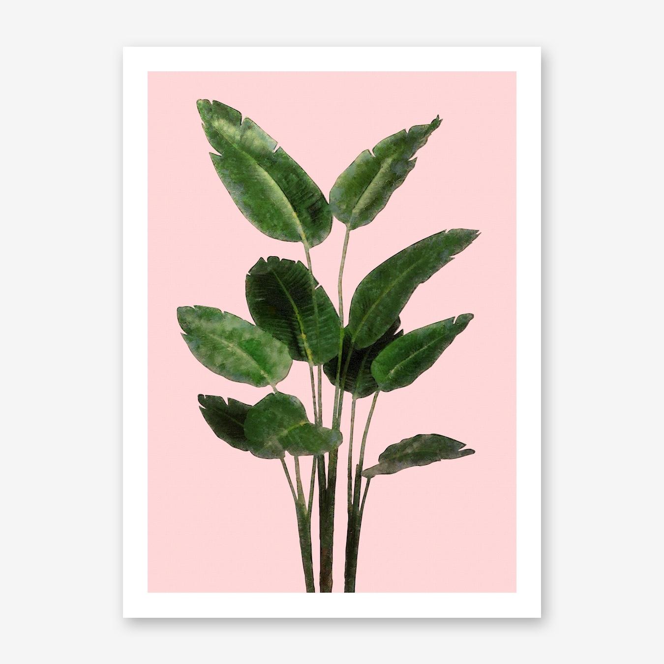 Bird of Paradise Plant on Pink Art Print by Amini54