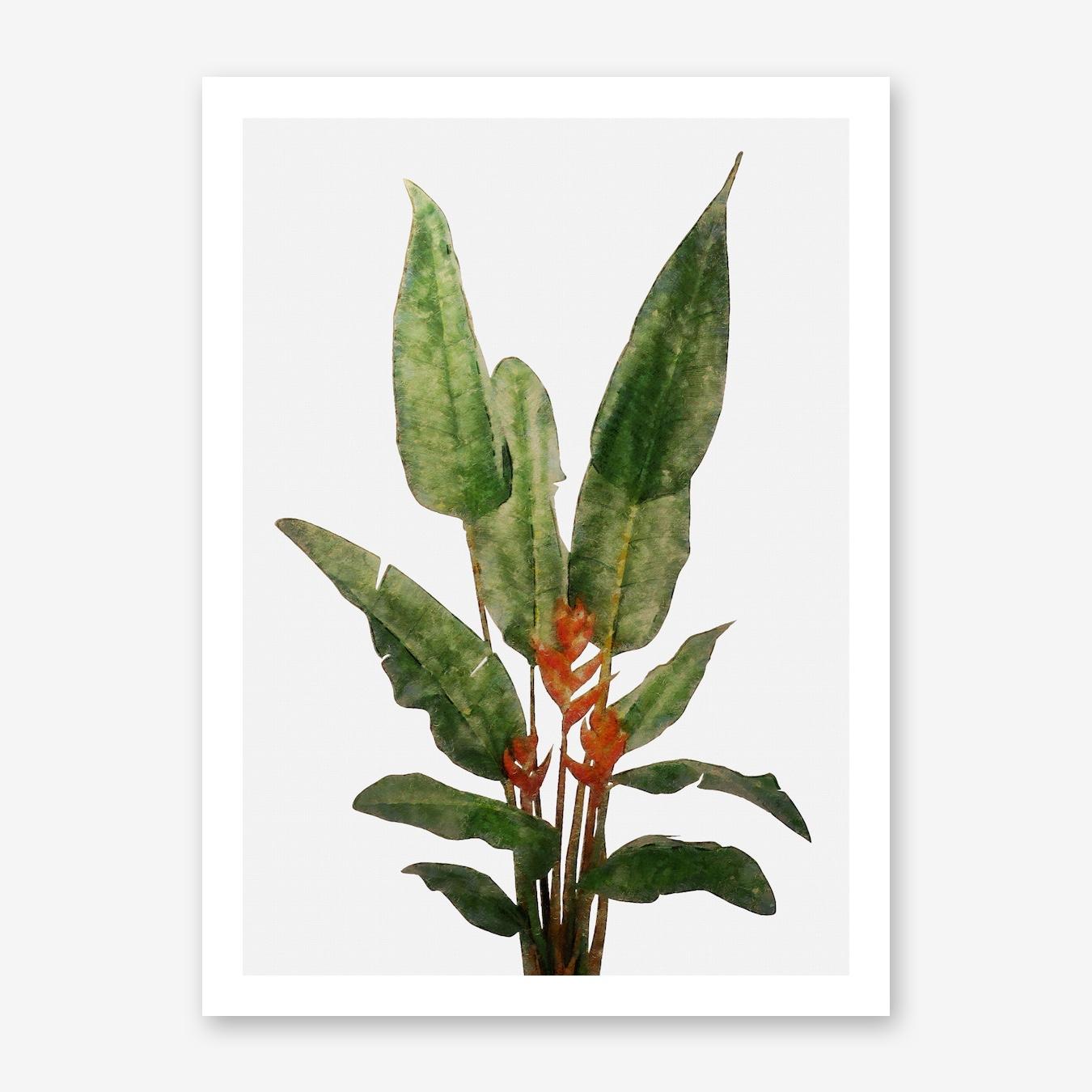 Bird of Paradise Plant on White Art Print by Amini54