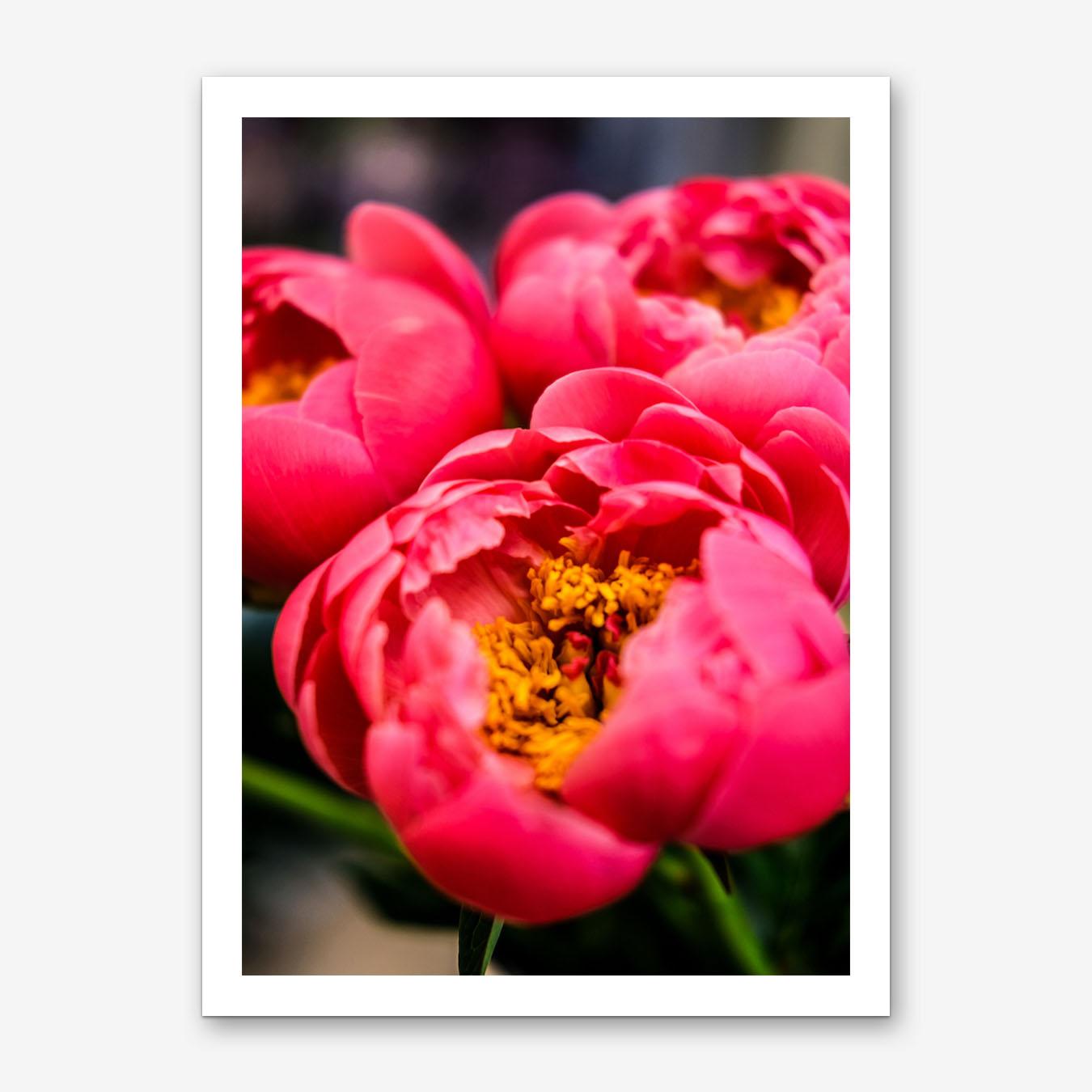 Peonies II Art Print by Nikolaos Tzovolos
