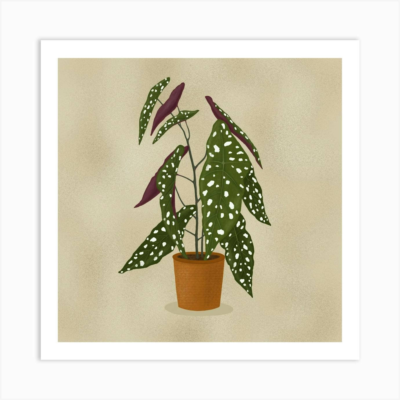 Begonia Maculata Art Print by Studio Vickn