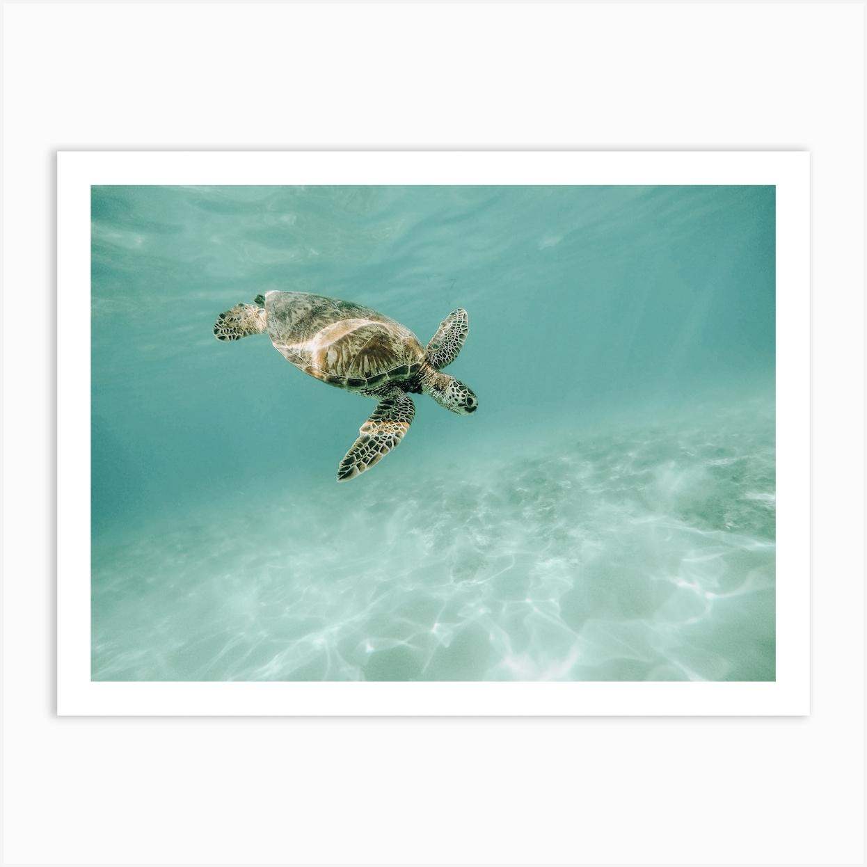 Ocean Sea Turtle Poster