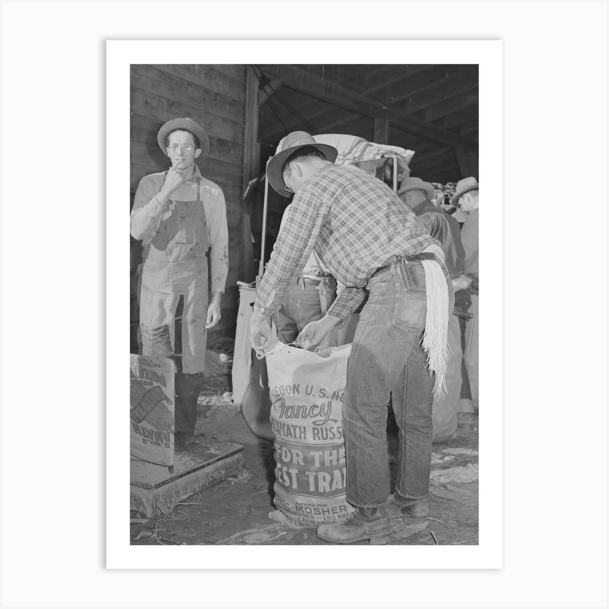 Sewing Up Sack Of Potatoes, Klamath County, Oregon By Russell Lee Poster