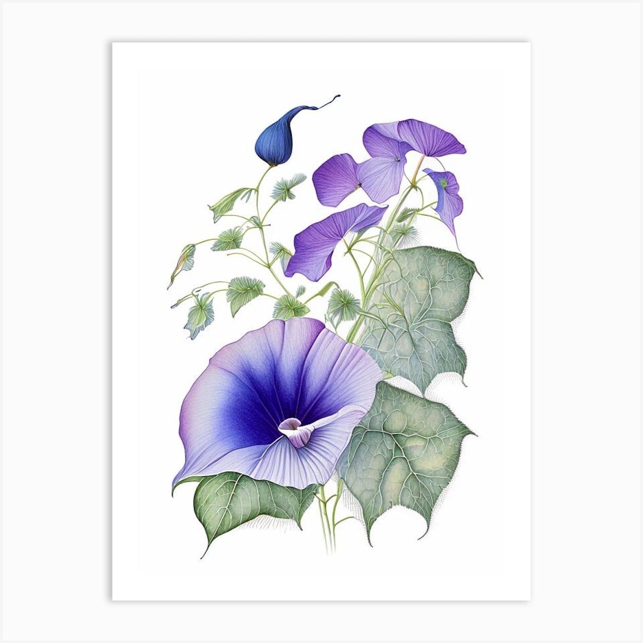 Morning Glory Floral Quentin Blake Inspired Illustration 3 Flower Art Print by The Artsy Florist