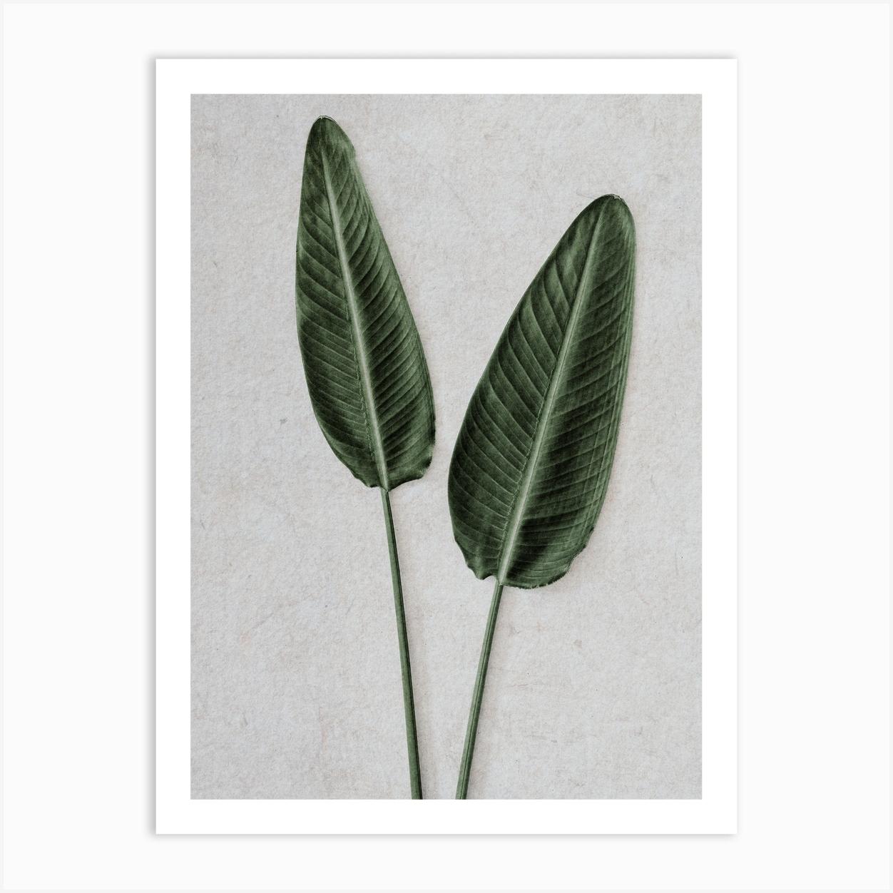 Strelitzia Leaves Duo Poster
