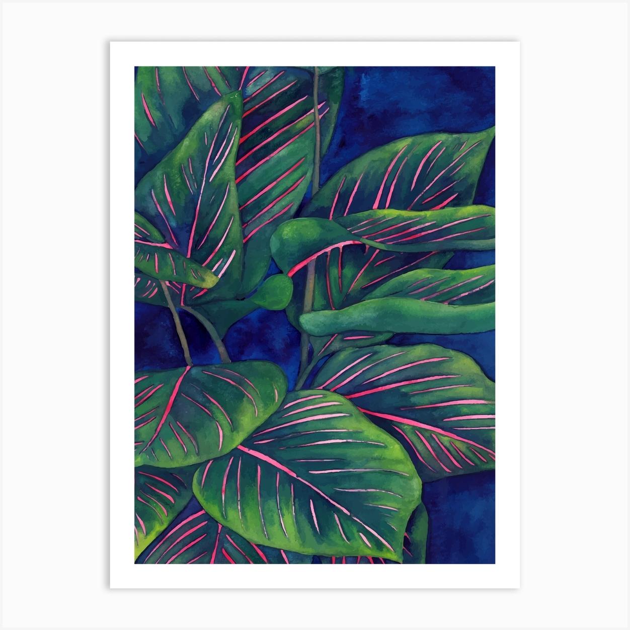 Calathea Ornata 1 Affiche