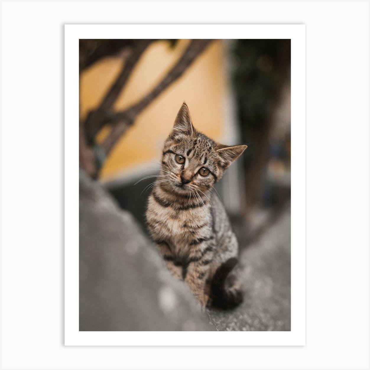 Curious Kitten Cute Cat On The Wall Art Print by Photos By Ville