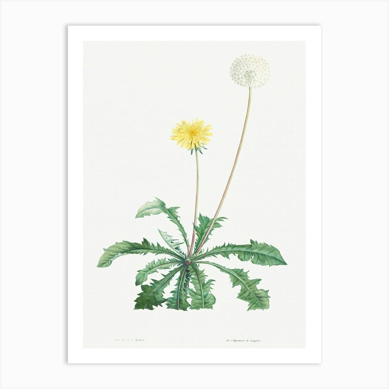 Dandelion from La Botanique de J. J. Rousseau, Pierre Joseph Redoute Art Print by Fy! Classic Art Prints and Posters