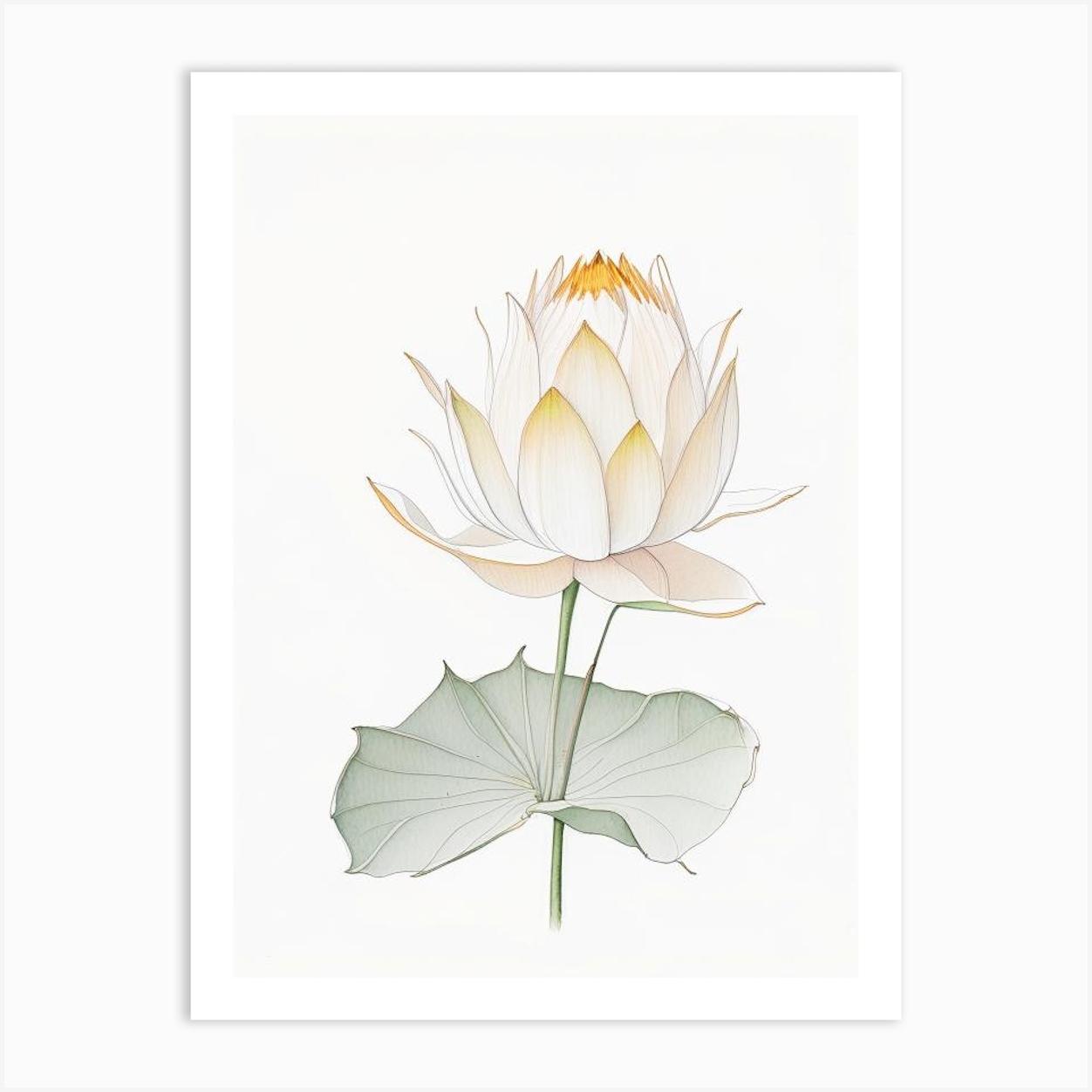 Amur Lotus Pencil Illustration 1 Art Print by The Artsy Florist