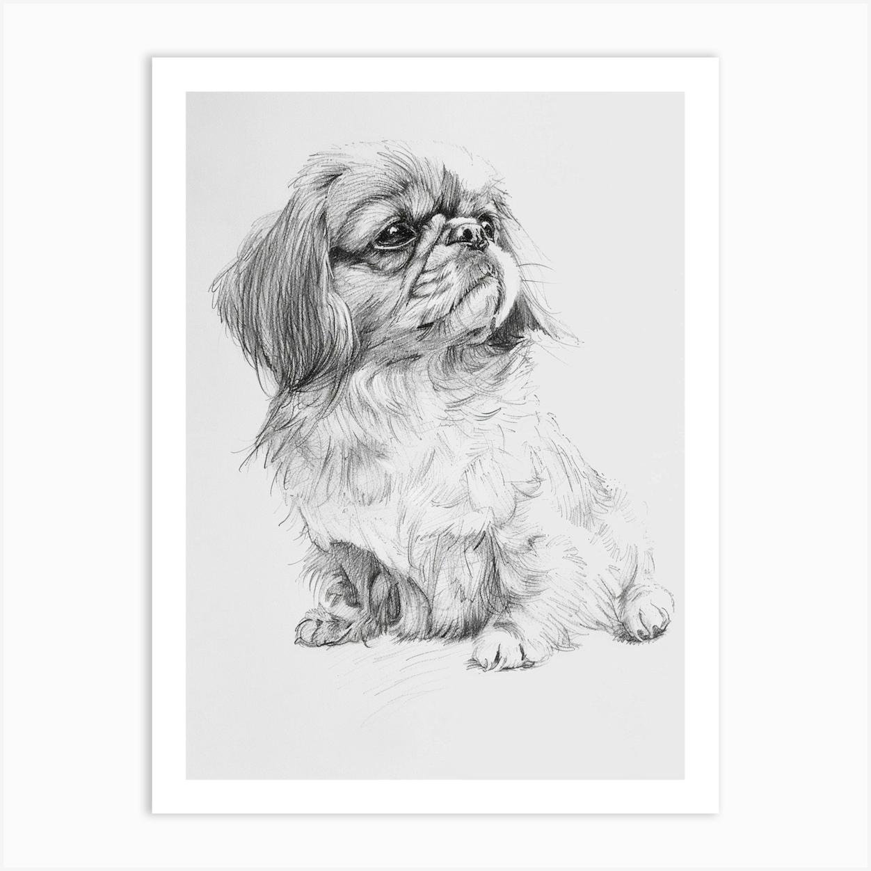 Pekingese Dog Line Sketch 4 Art Print by Woof and Whiskers - Fy