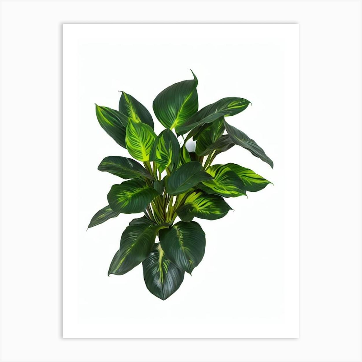 Calathea Pinstripe (Calathea Ornata) Watercolor Poster