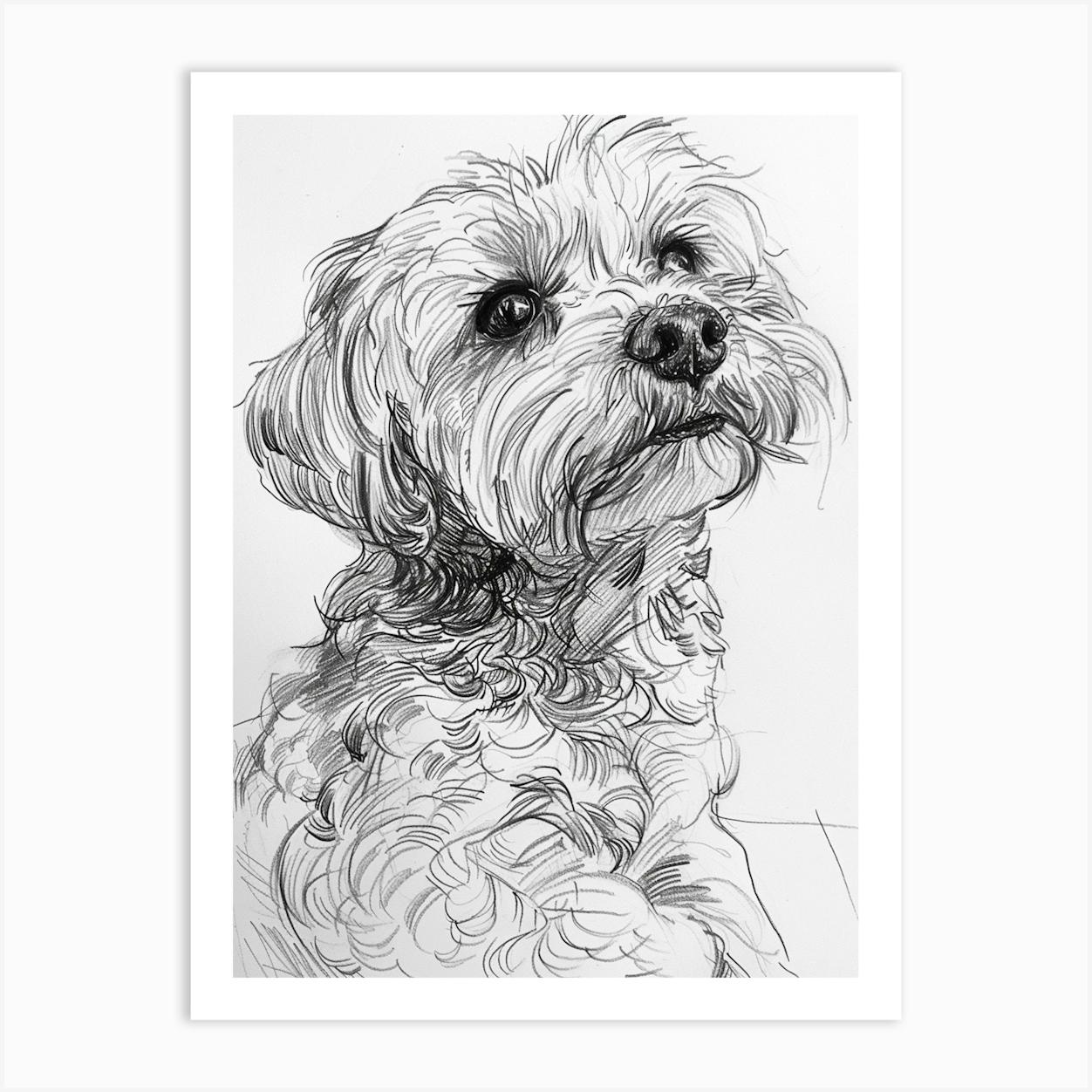 Maltese Dog Line Drawing Sketch 3 Poster