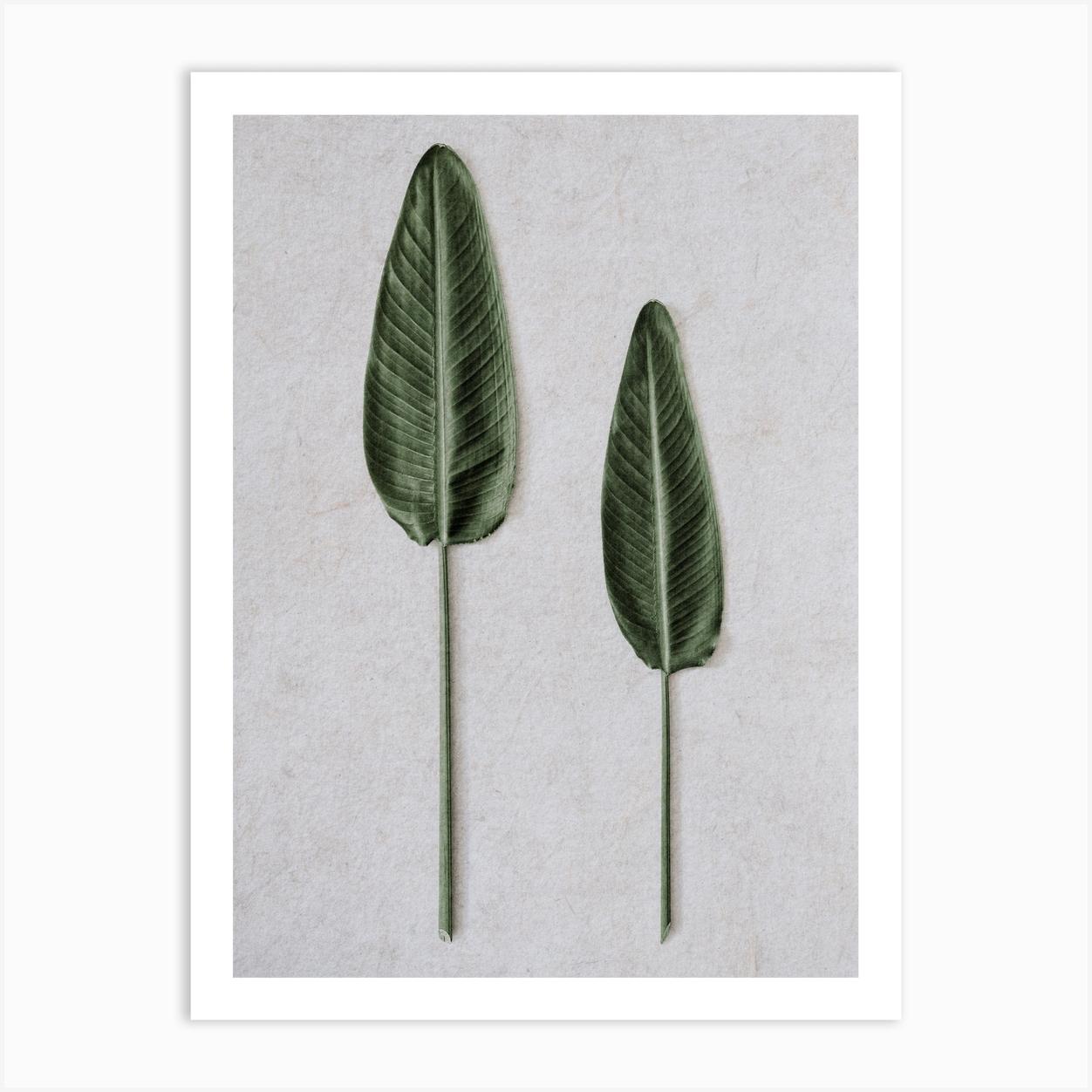Tropical Strelitzia Leaveas Poster