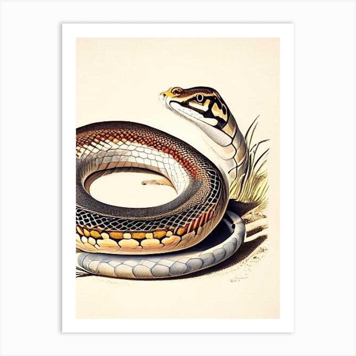 Monocled Cobra Snake Vintage Art Print by The Snake Pit