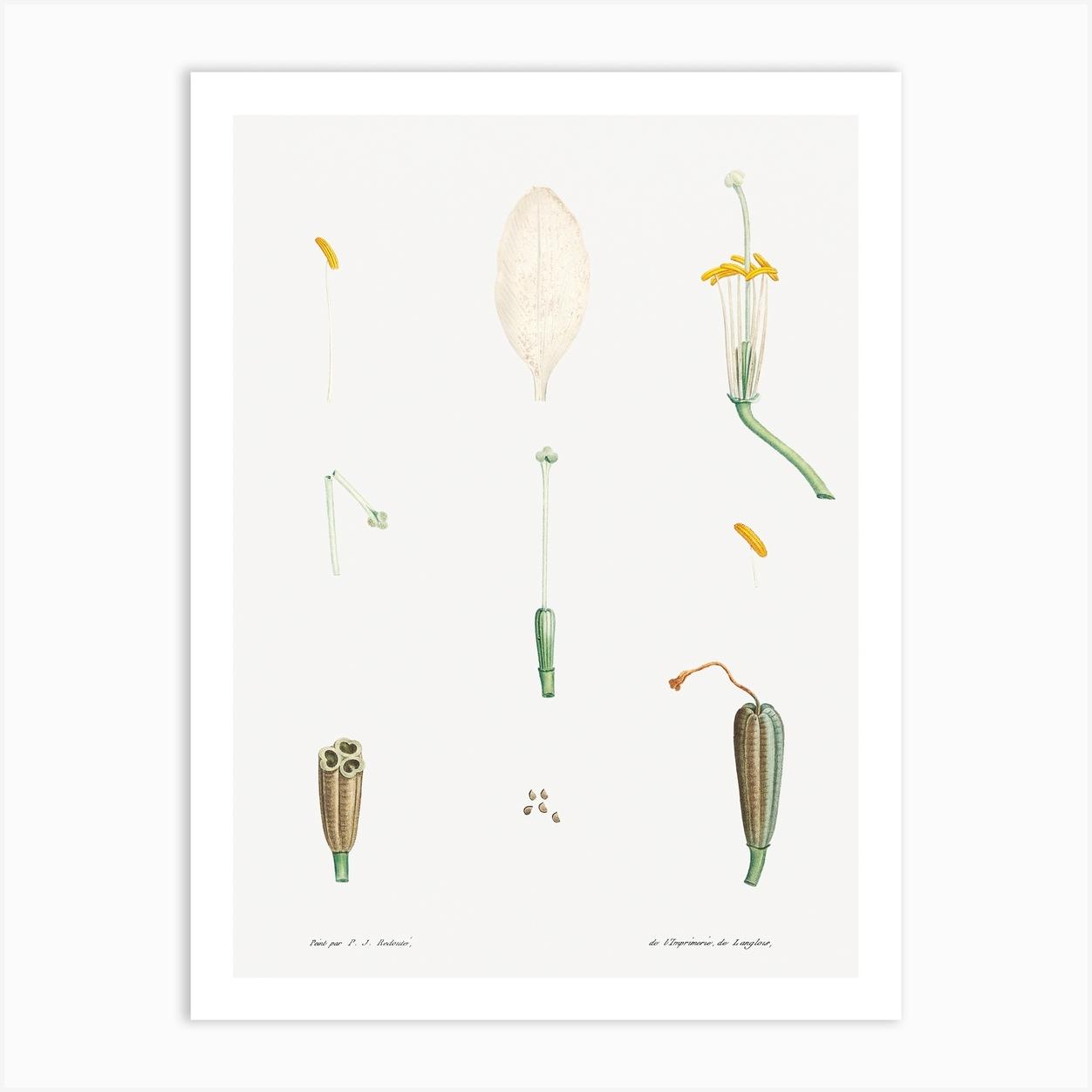Flower parts from La Botanique de J. J. Rousseau, Pierre Joseph Redoute Art Print by Fy! Classic Art Prints and Posters