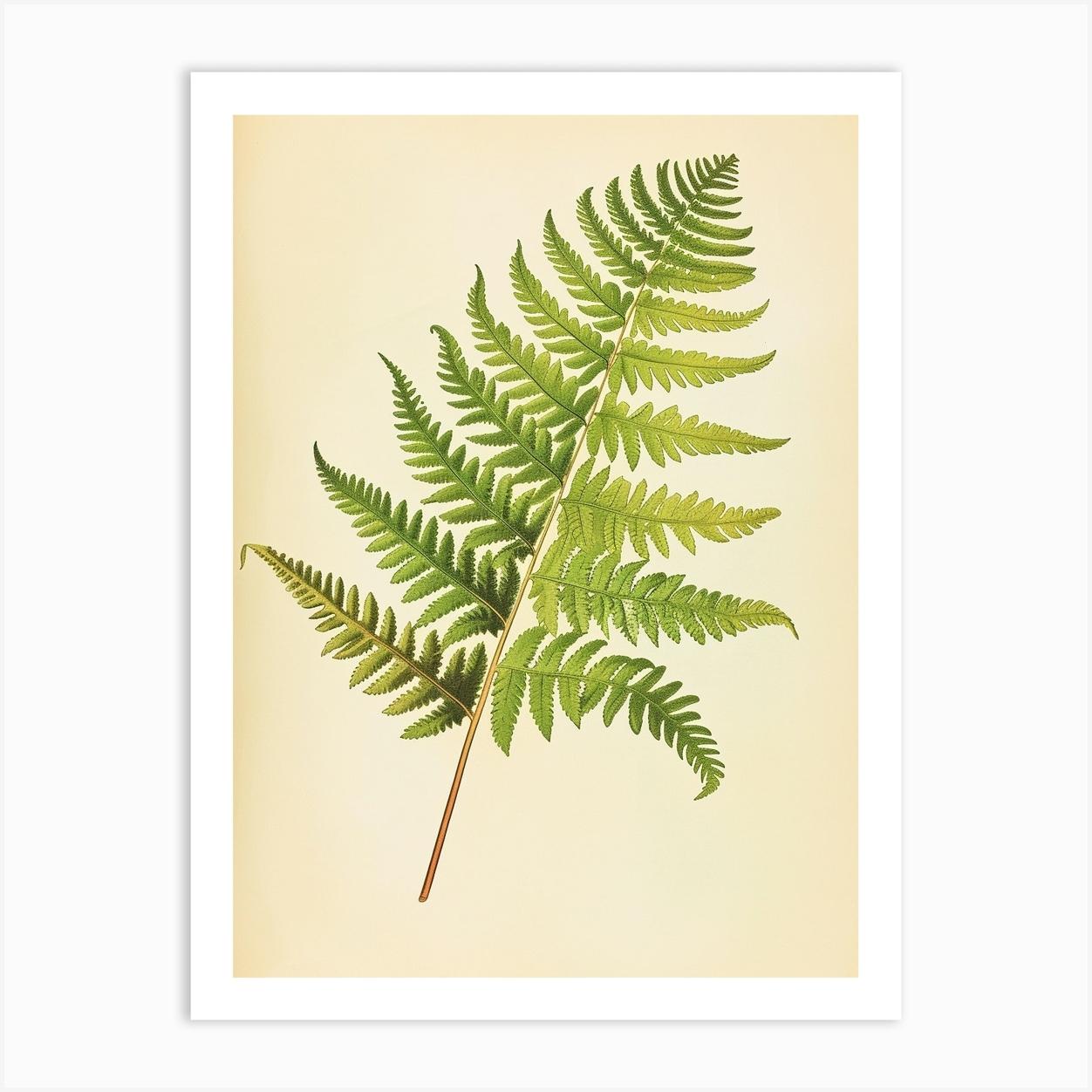 Vintage Illustration Lady Fern 3 Art Print by Petal Pigments