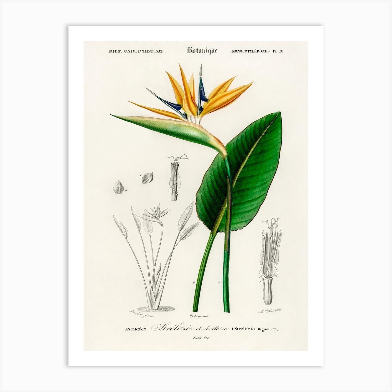 Bird Of Paradise (Strelitzia Reginae), Charles Dessalines D'Orbigny Póster