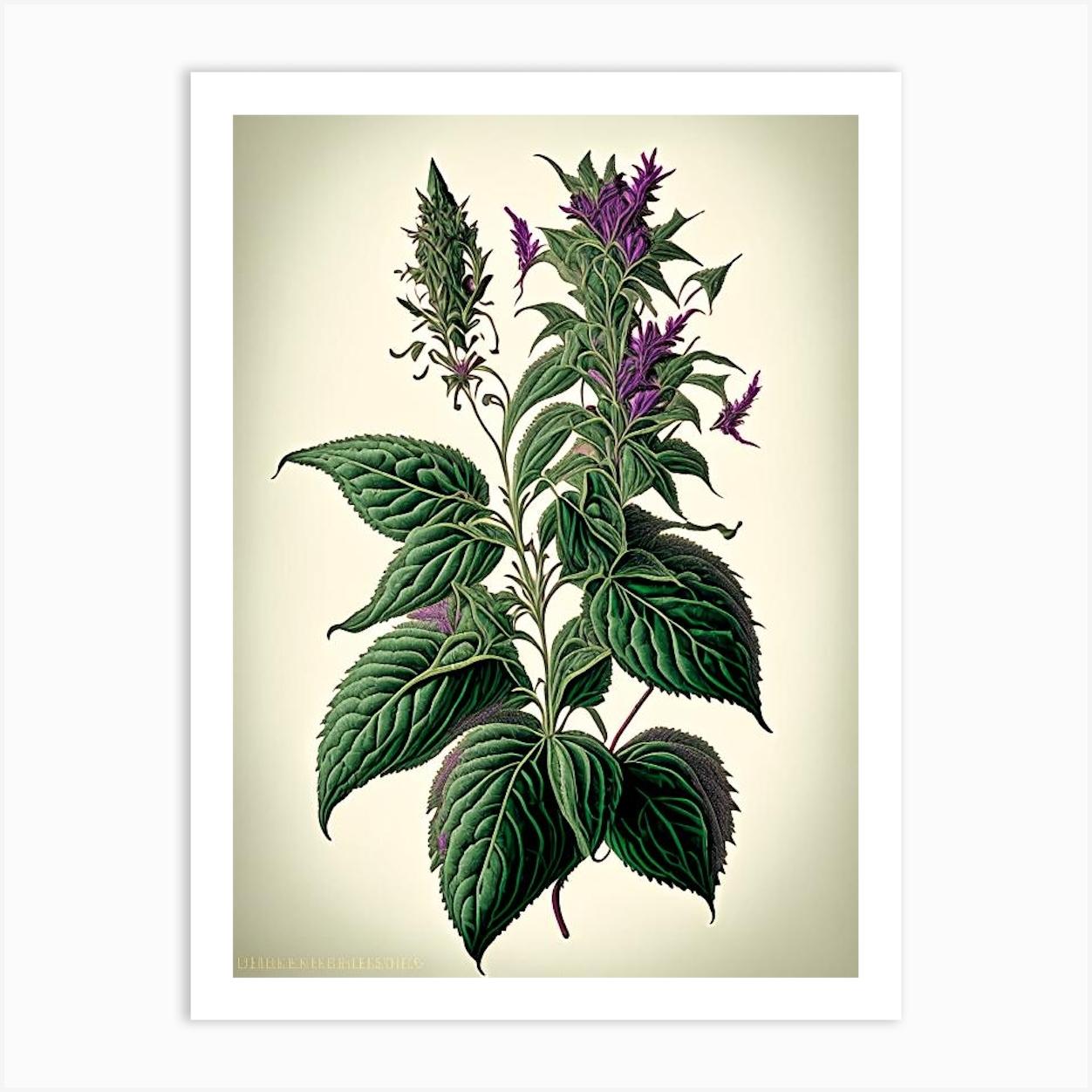 Holy Basil Herb Vintage Botanical Poster