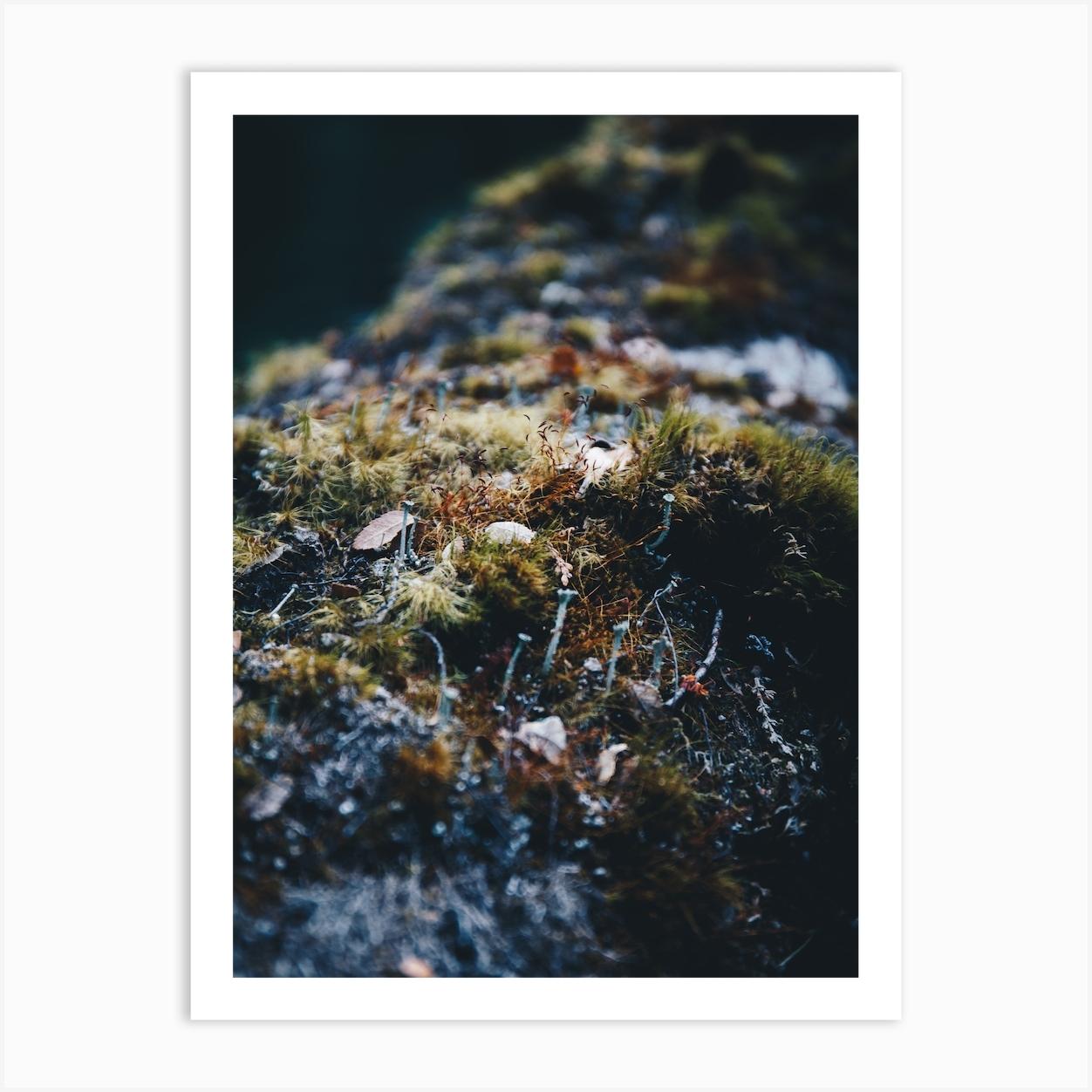 Patagonia Moss Art Print by Maggie Viegener