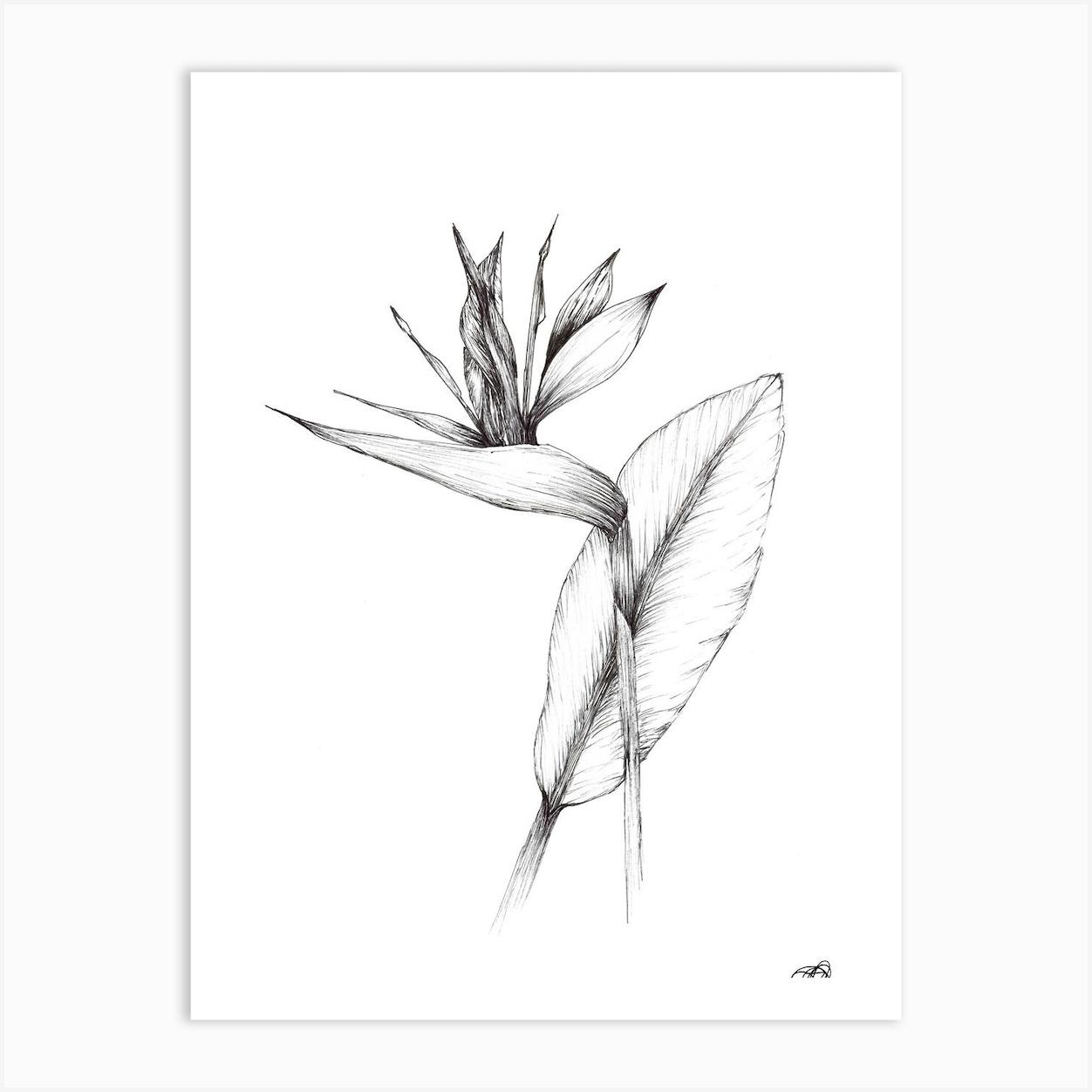 Black and White South African Strelitzia Póster