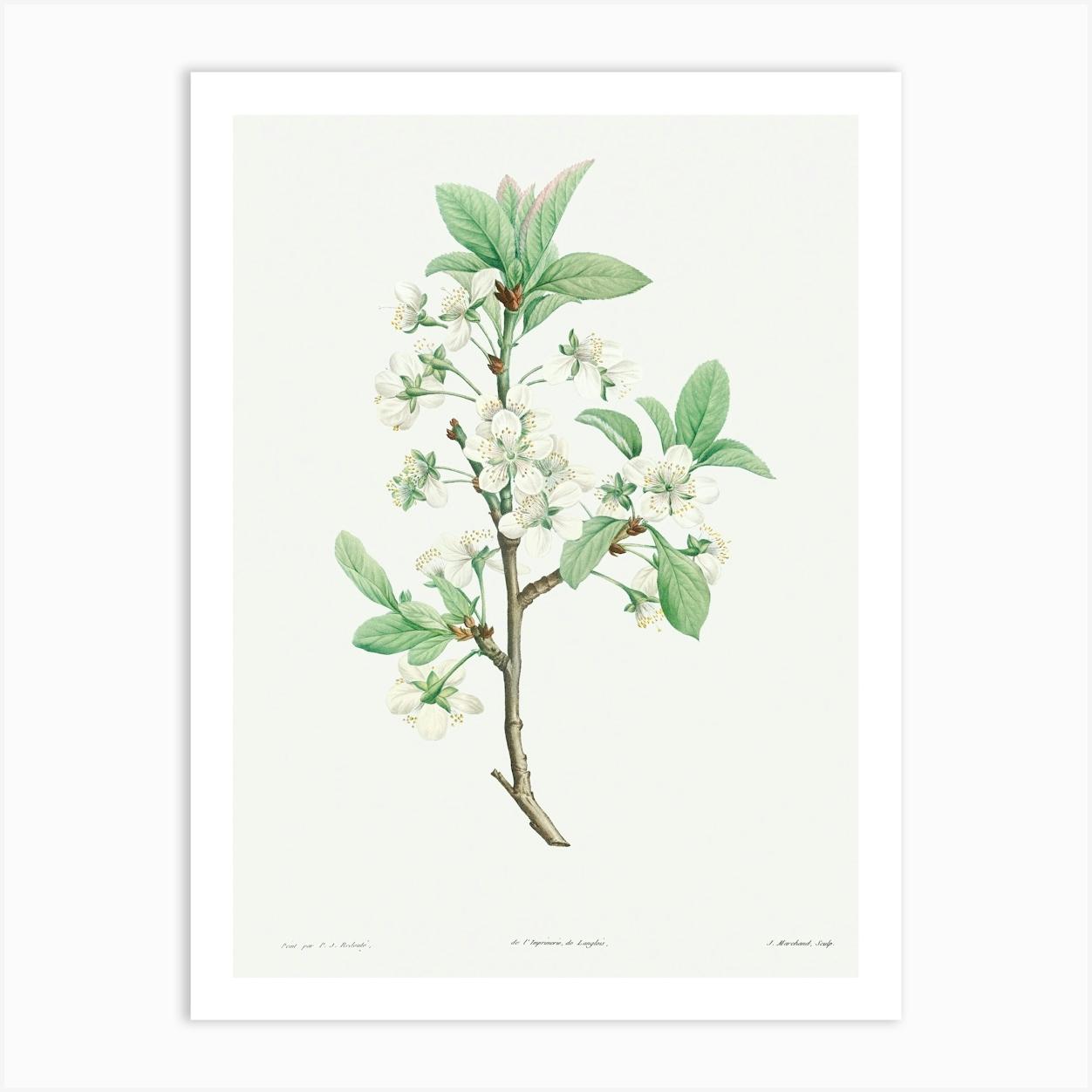 Plum Flower from La Botanique de J. J. Rousseau, Pierre Joseph Redoute Art Print by Fy! Classic Art Prints and Posters