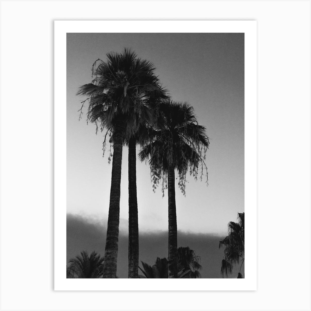 Palm Trees At Night Poster