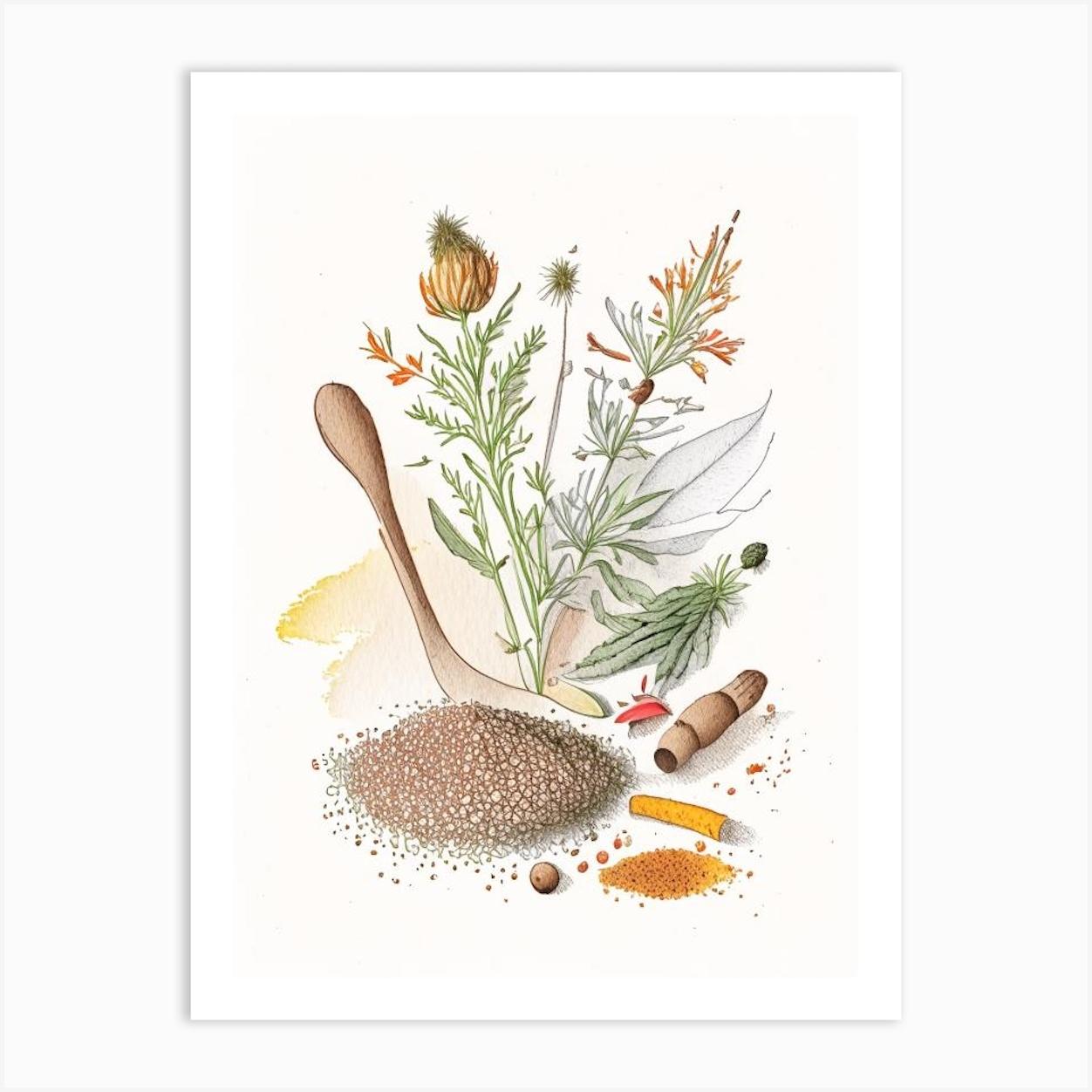 Mace Spices And Herbs Pencil Illustration 1 Art Print by Herbaceous Hues