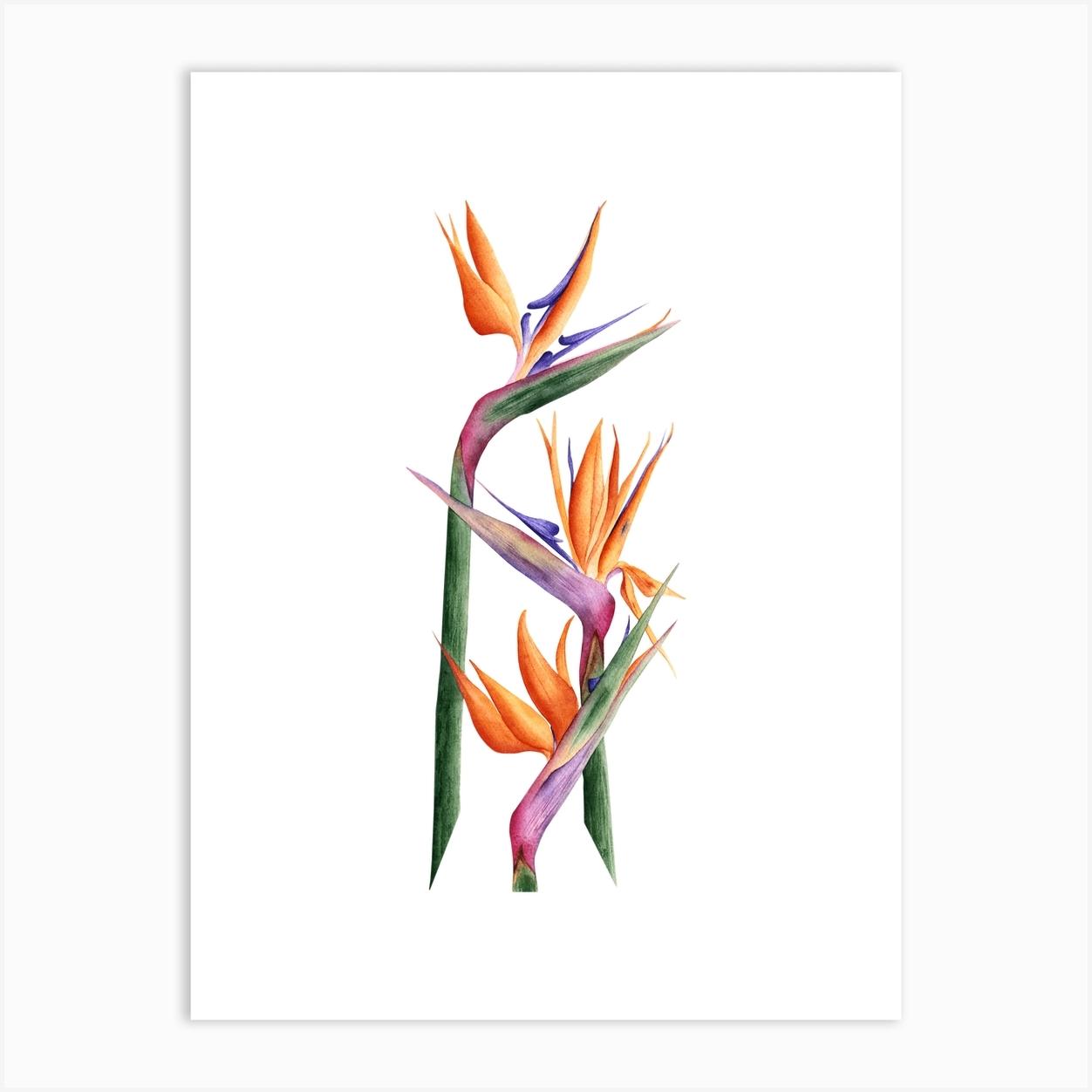 Strelitzia Poster