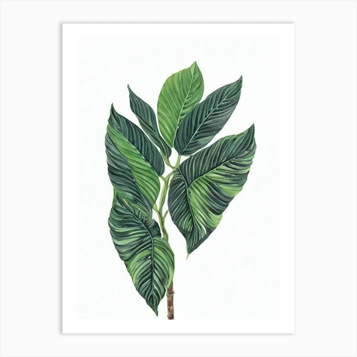 Kentia Palm (Howea Forsteriana) Watercolor Poster