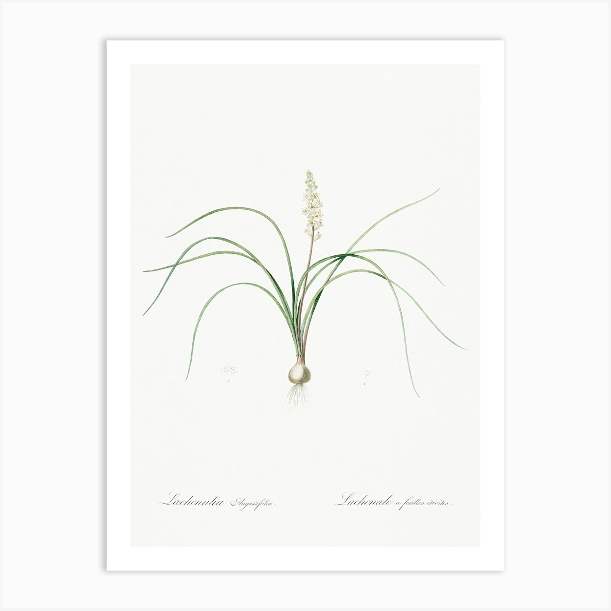Lachenalia Angustifolia Illustration From Les Liliacées (1805), Pierre Joseph Redoute Art Print by Fy! Classic Art Prints and Posters