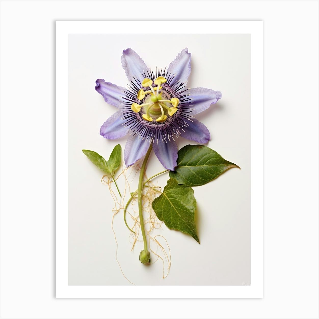 Pressed Flower Botanical Art Passionflower Art Print by Botanic Studio