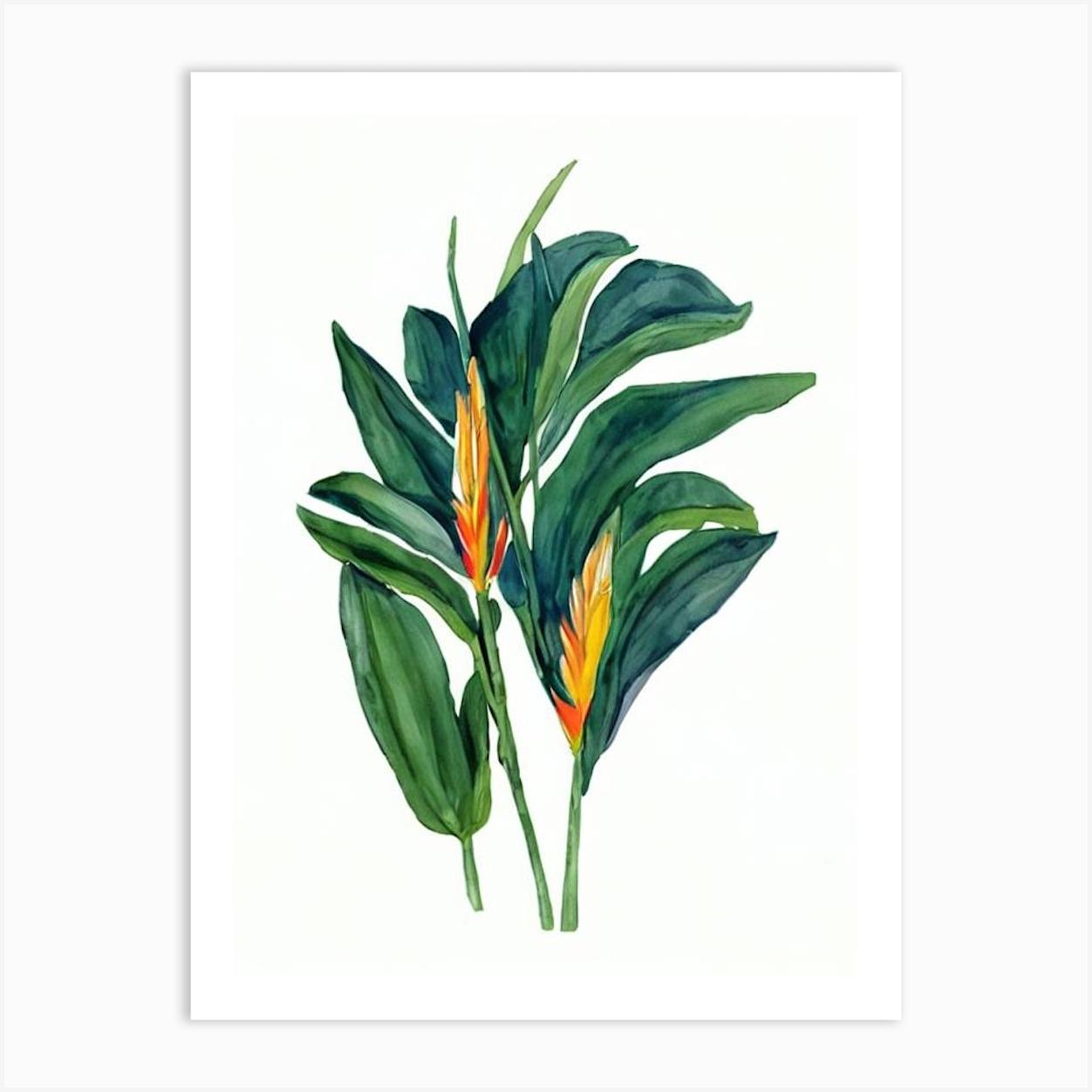 Bird Of Paradise (Strelitzia Reginae) Watercolor Póster