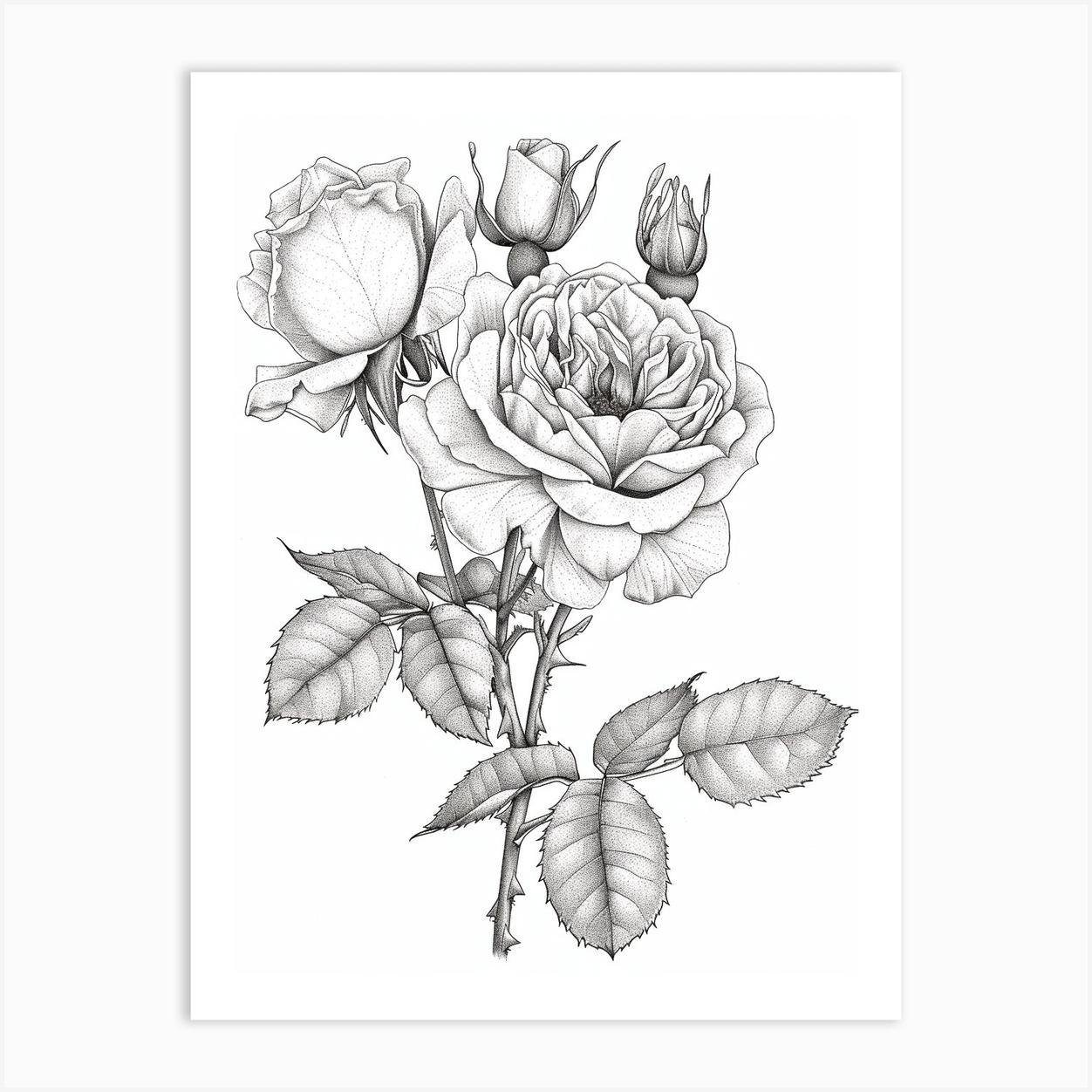 Roses Sketch 18 Art Print by Petal Pigments