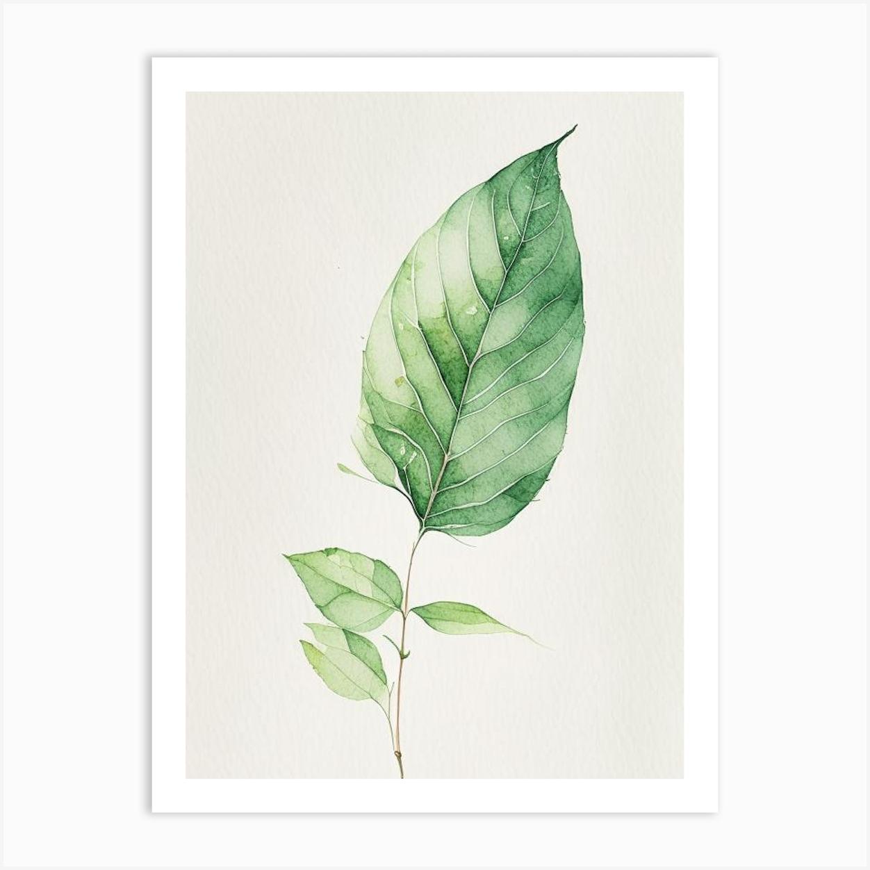 Tulsi Leaf Minimalist Watercolour 2 Póster