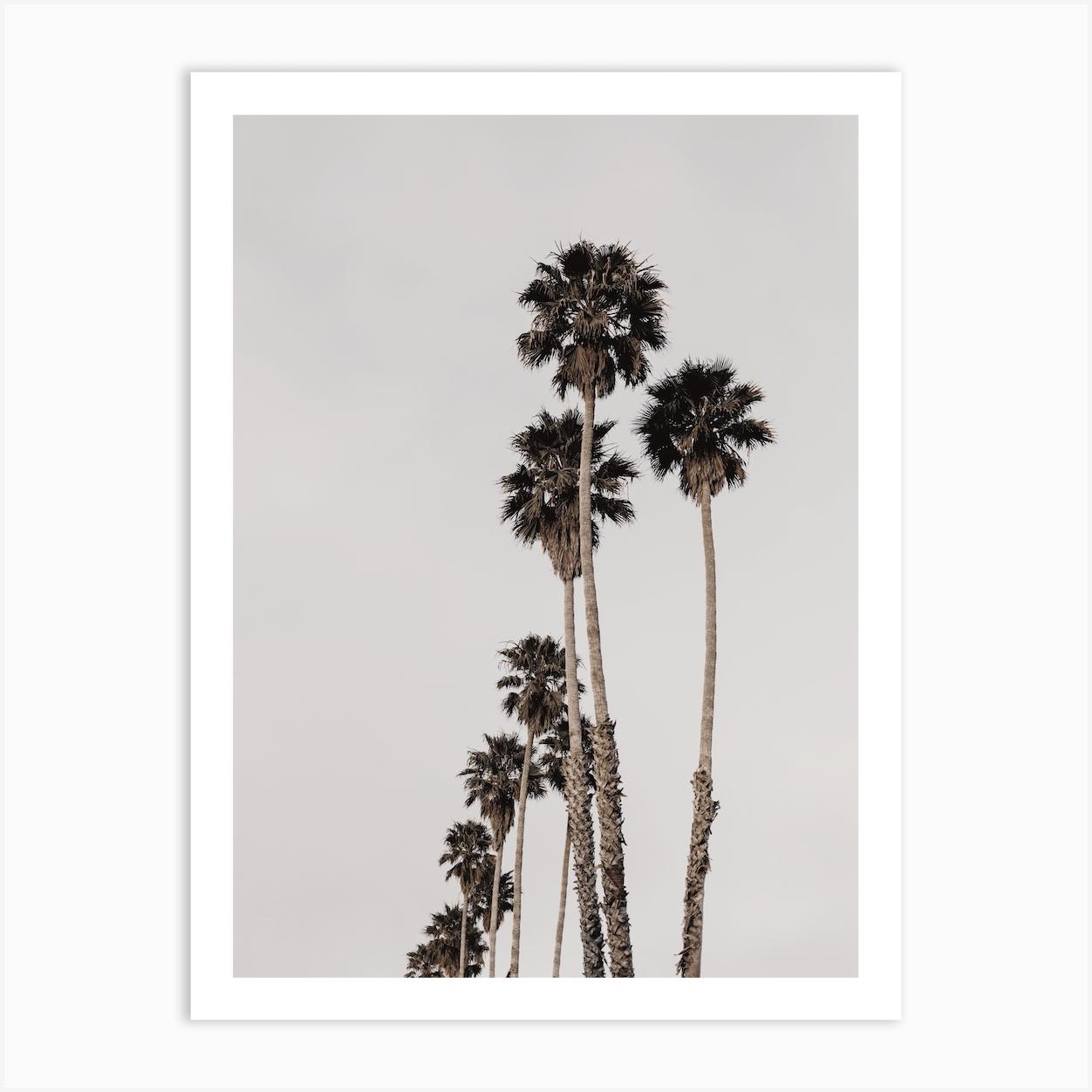 Palm Tree Scenery Art Print by Alameda