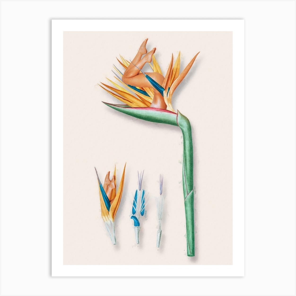 Strelitzia Girl Poster