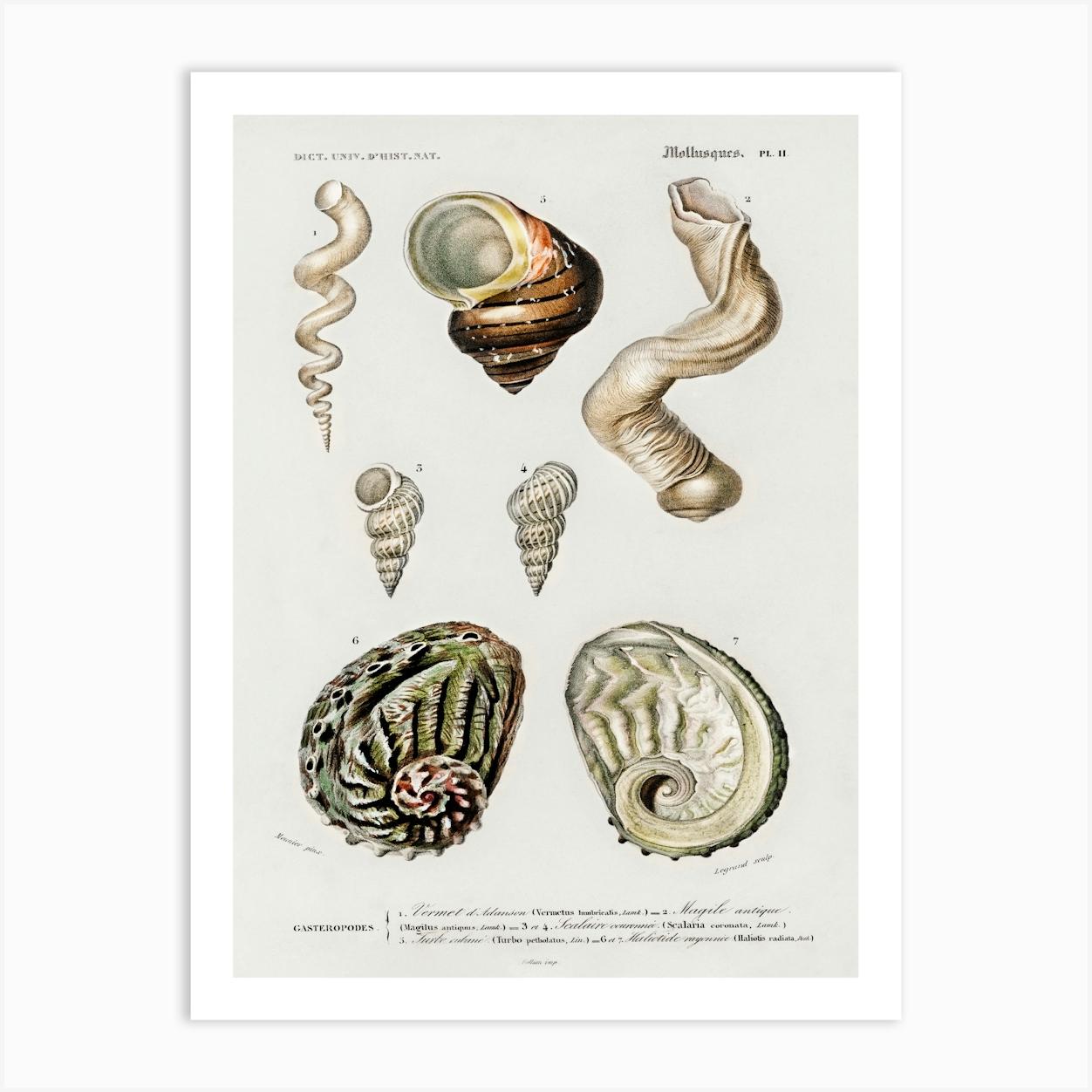 Different Types Of Mollusks, Charles Dessalines D'Orbigny 8 Art Print by Fy! Classic Art Prints and Posters