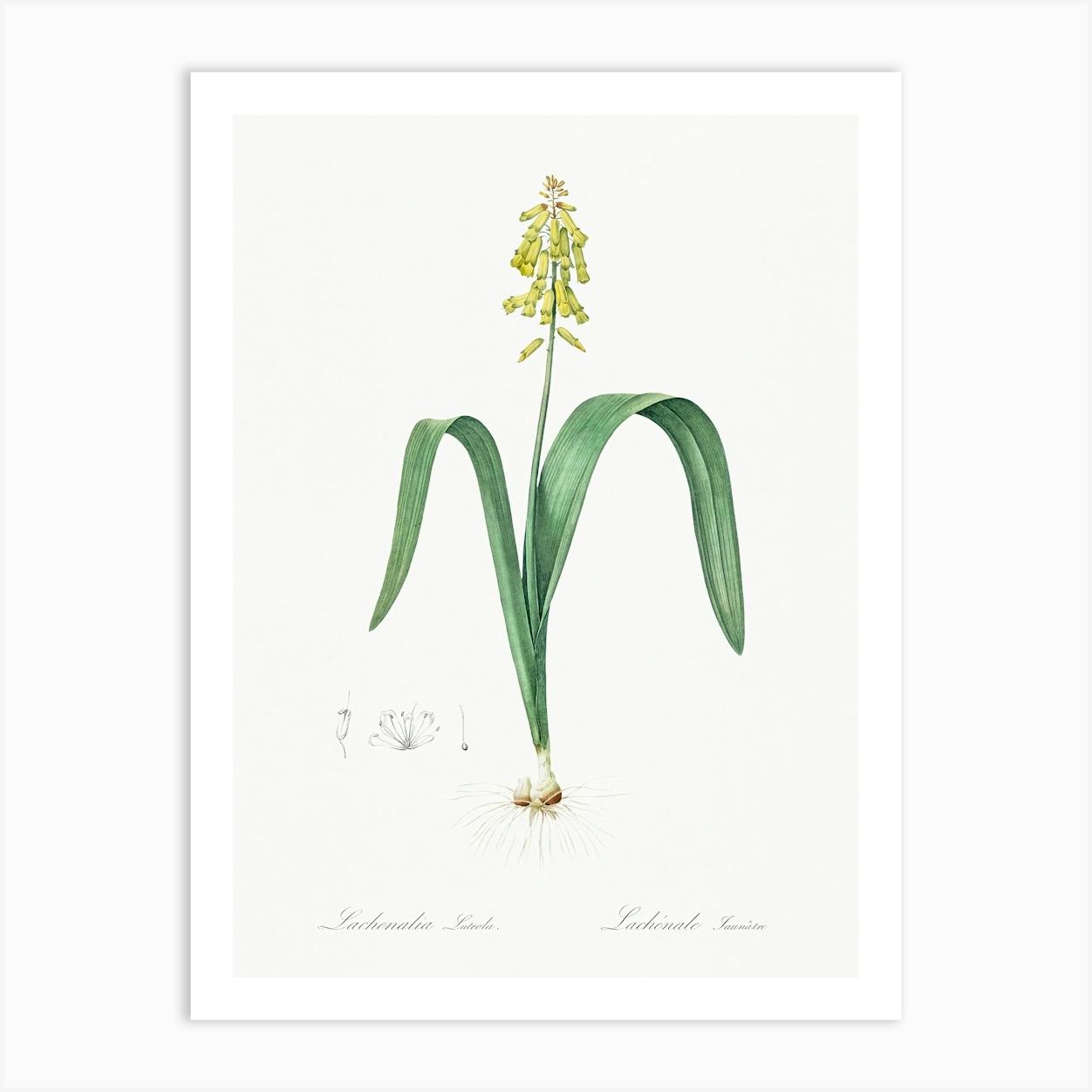 Opal Flower Illustration From Les Liliacées (1805), Pierre Joseph Redoute Art Print by Fy! Classic Art Prints and Posters