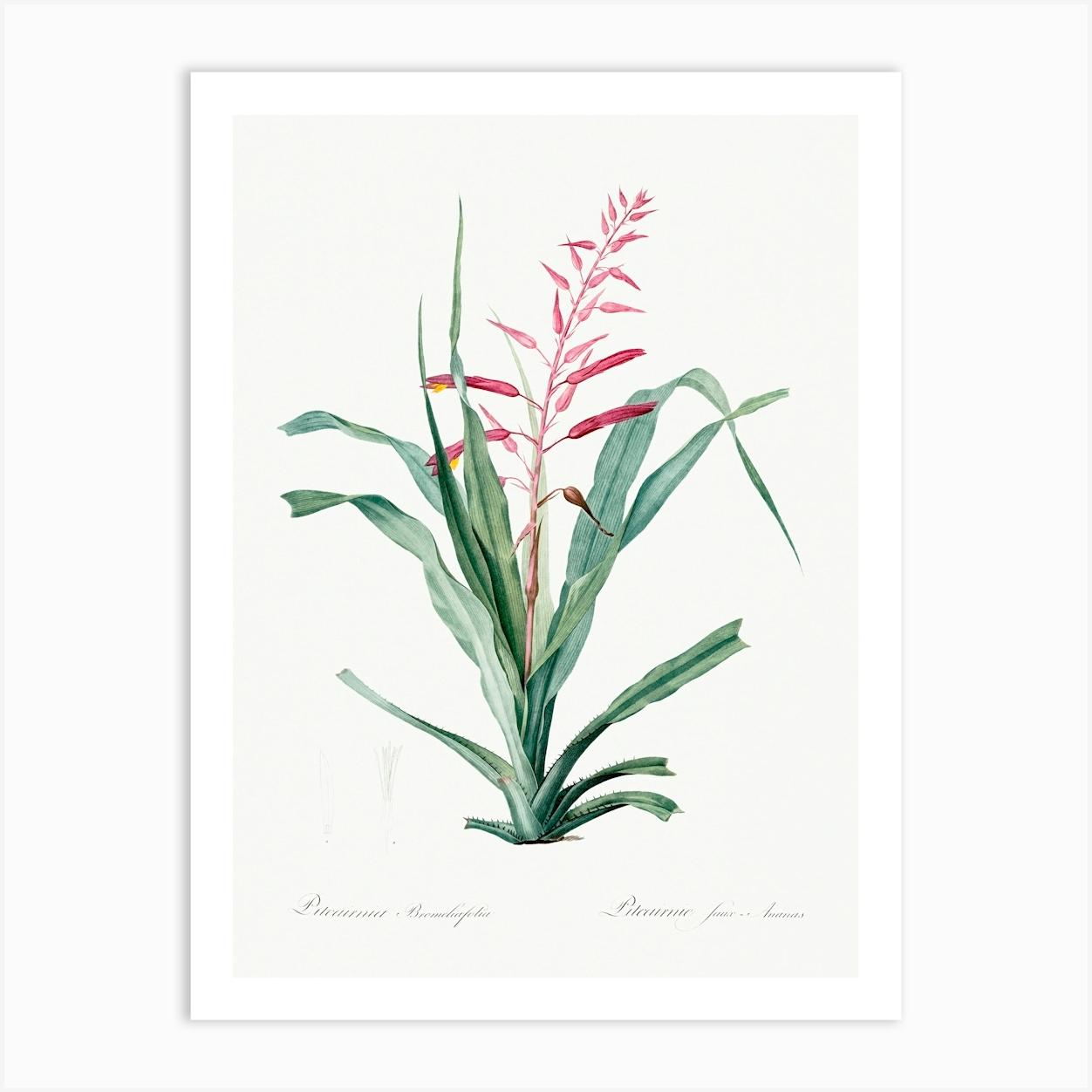 Pitcairnia Bromeliaefolia, Pierre Joseph Redoute Art Print by Fy! Classic Art Prints and Posters