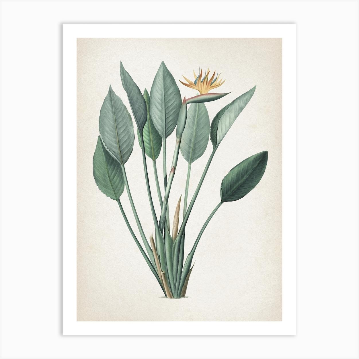 Vintage Redouté 2 Strelitzia Reginae Affiche