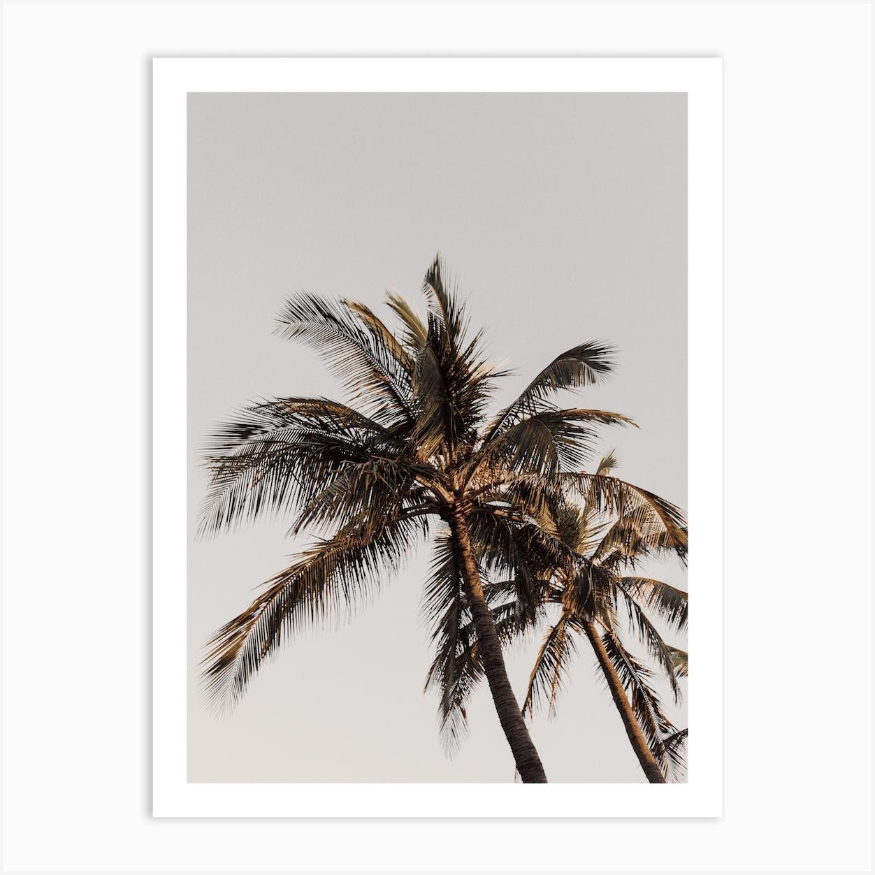 Beach Palm Tree Art Print by Alameda