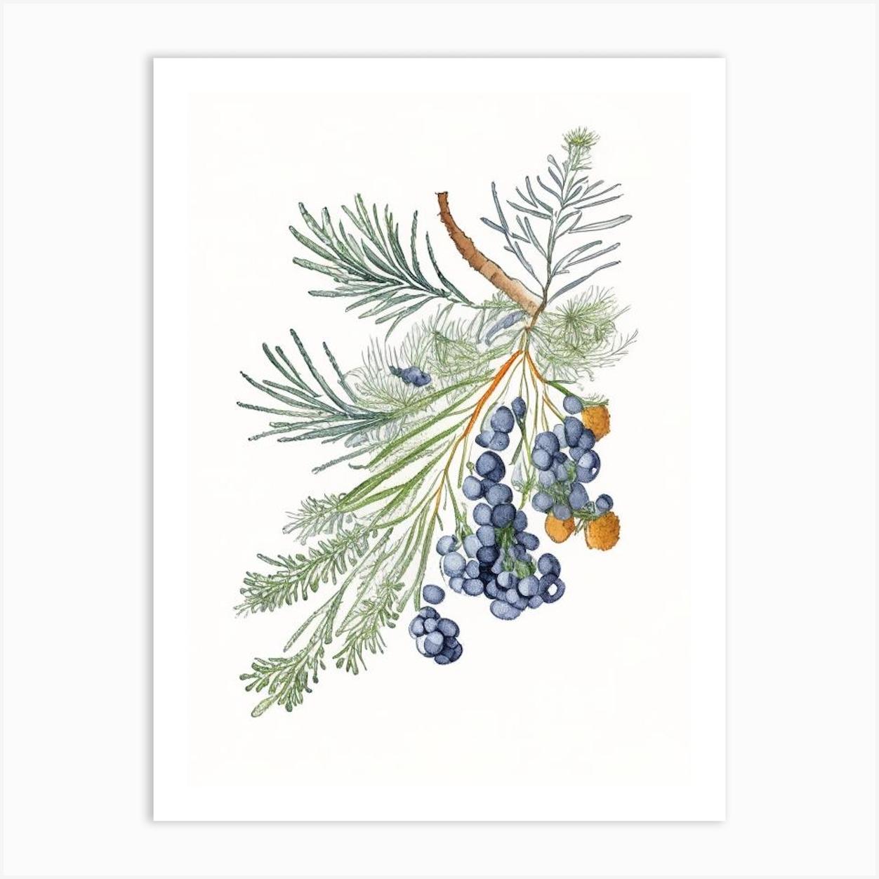 Juniper Berry Spices And Herbs Pencil Illustration 3 Art Print by Herbaceous Hues