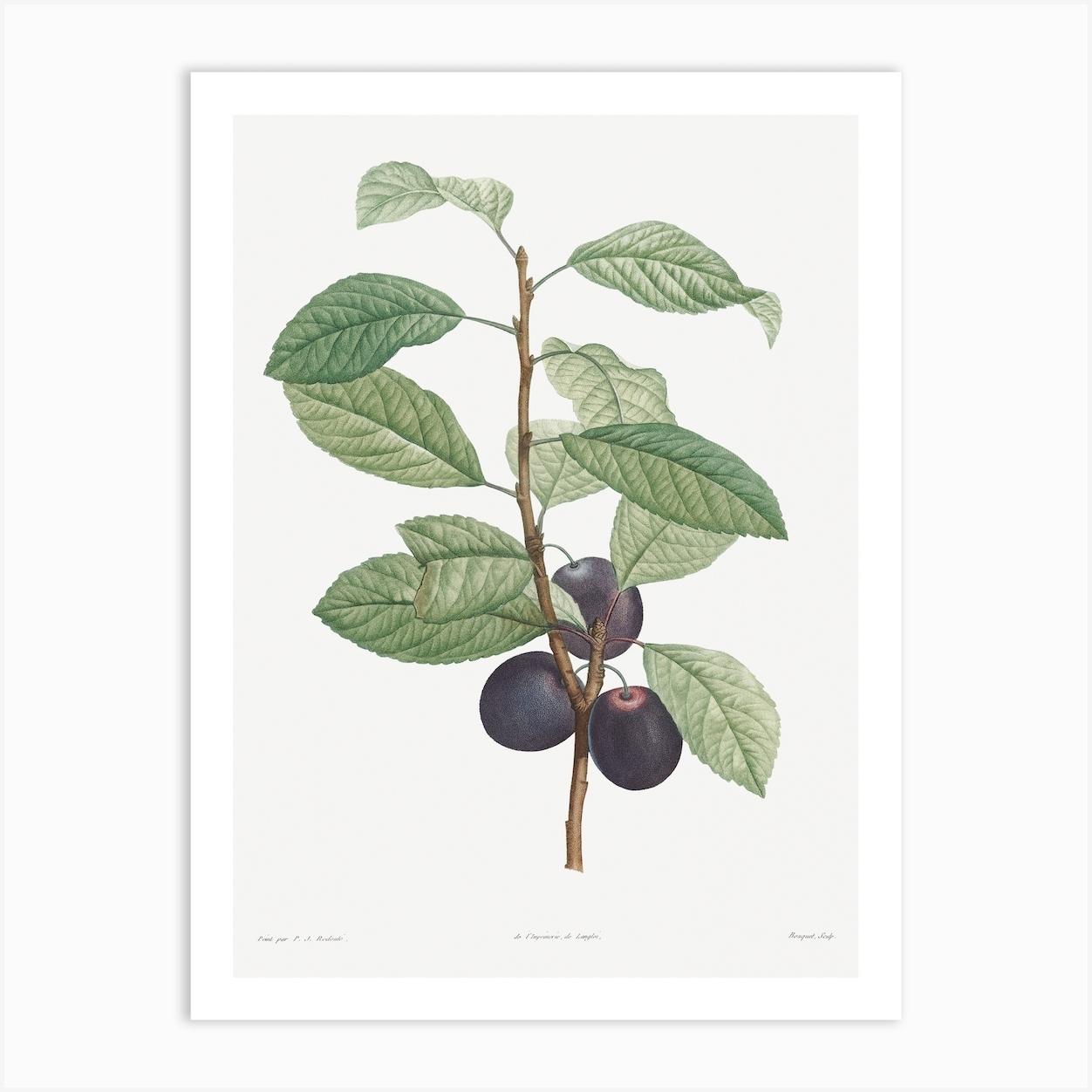 Prune Fruit From La Botanique De Jj Rousseau, Pierre Joseph Redouté Art Print by Fy! Classic Art Prints and Posters