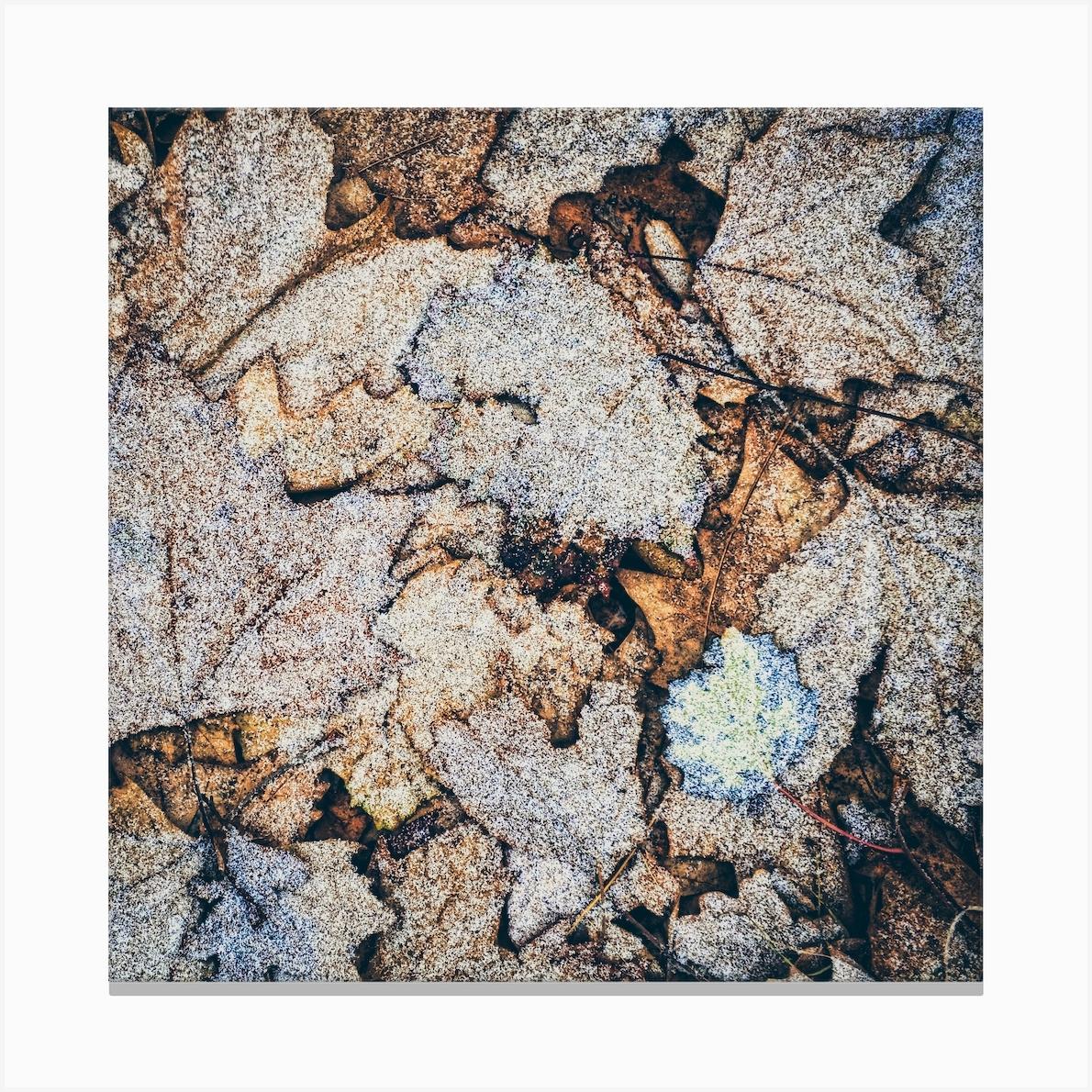 Frost On Fallen Leaves Square Canvas Print by Paul J Bucknall
