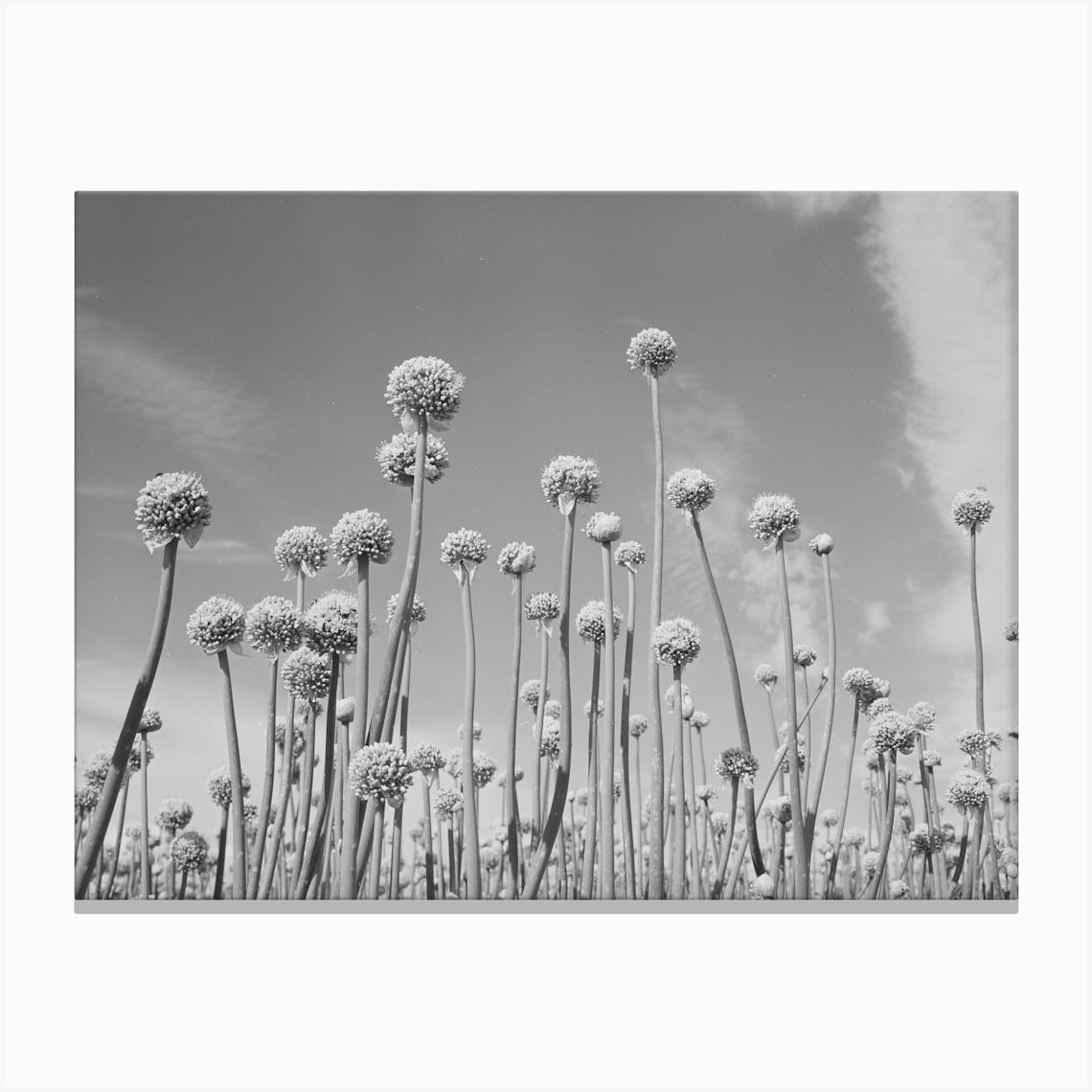 Onion Plants Gone To Seed,Canyon County, Idaho By Russell Lee Canvas Print by Fy! Classic Art Prints and Posters