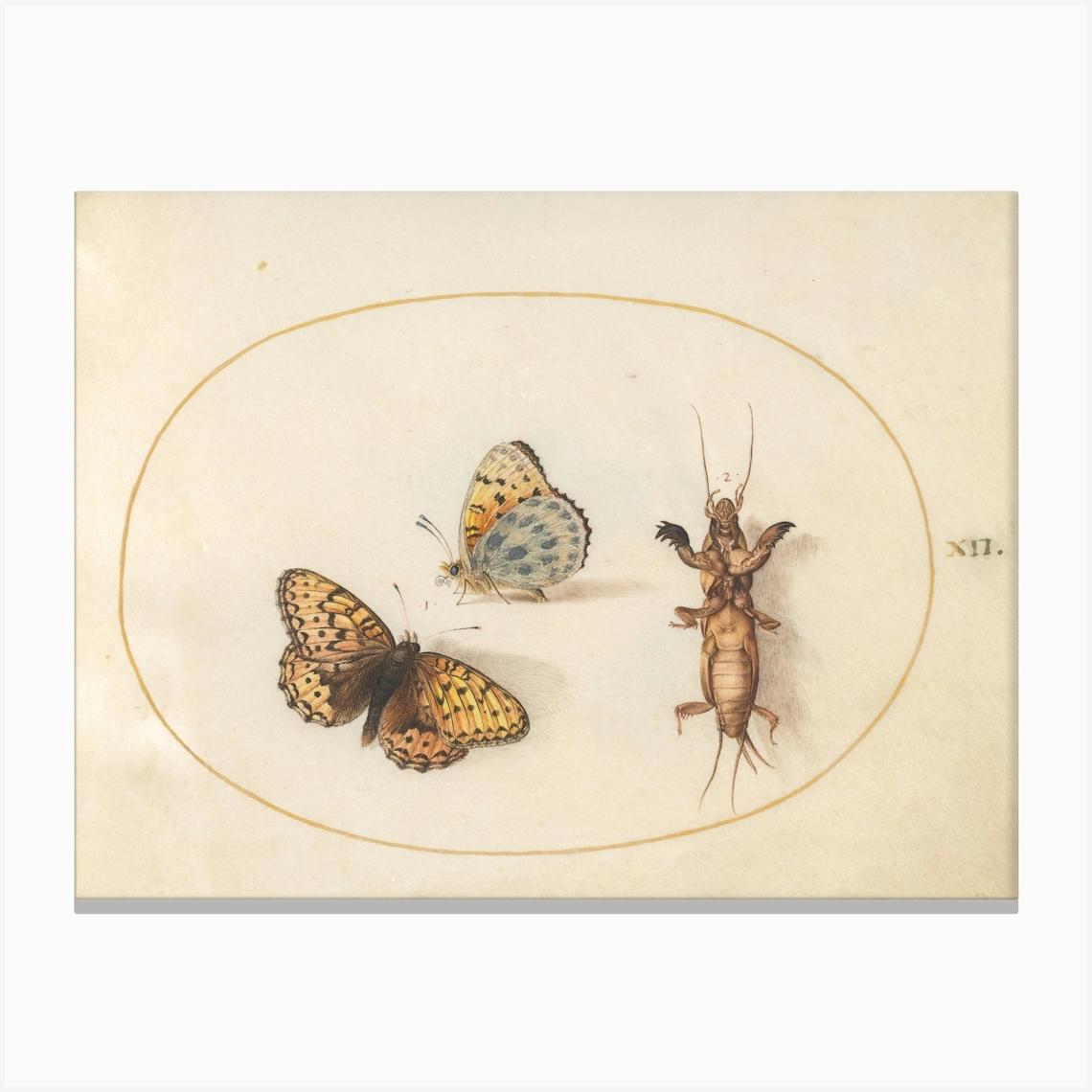 Two Butterflies And A Mole Cricket, Joris Hoefnagel Canvas Print by Fy! Classic Art Prints and Posters