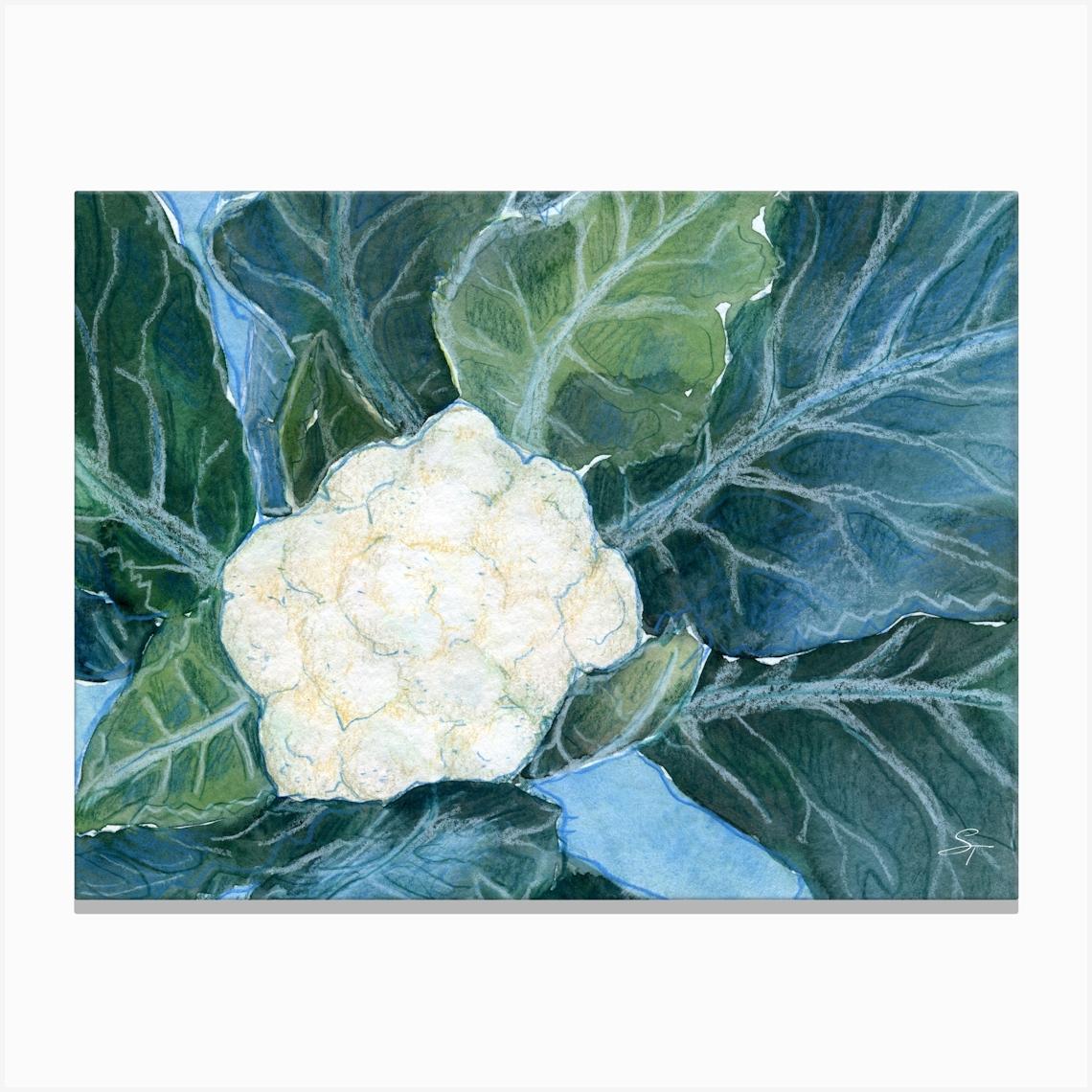 Cauliflower Vegetable Food Drawing For Kitchen Canvas Print by Tanya Sviatlichnaya