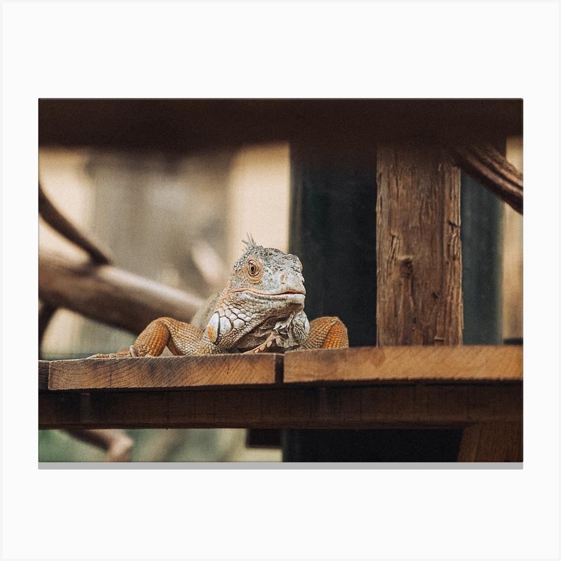 Iguana Sitting On Wooden Bench Canvas Print by Shivana March