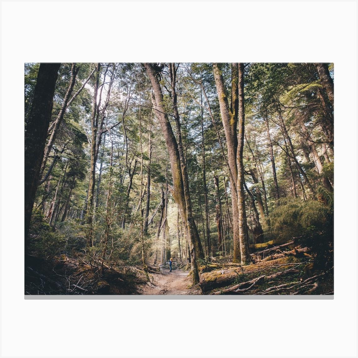 Patagonia Forest Canvas Print by Maggie Viegener