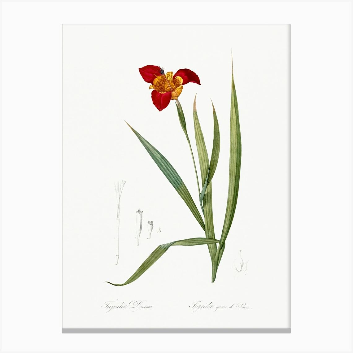 Tiger Flower, Pierre Joseph Redoute Canvas Print by Fy! Classic Art Prints and Posters