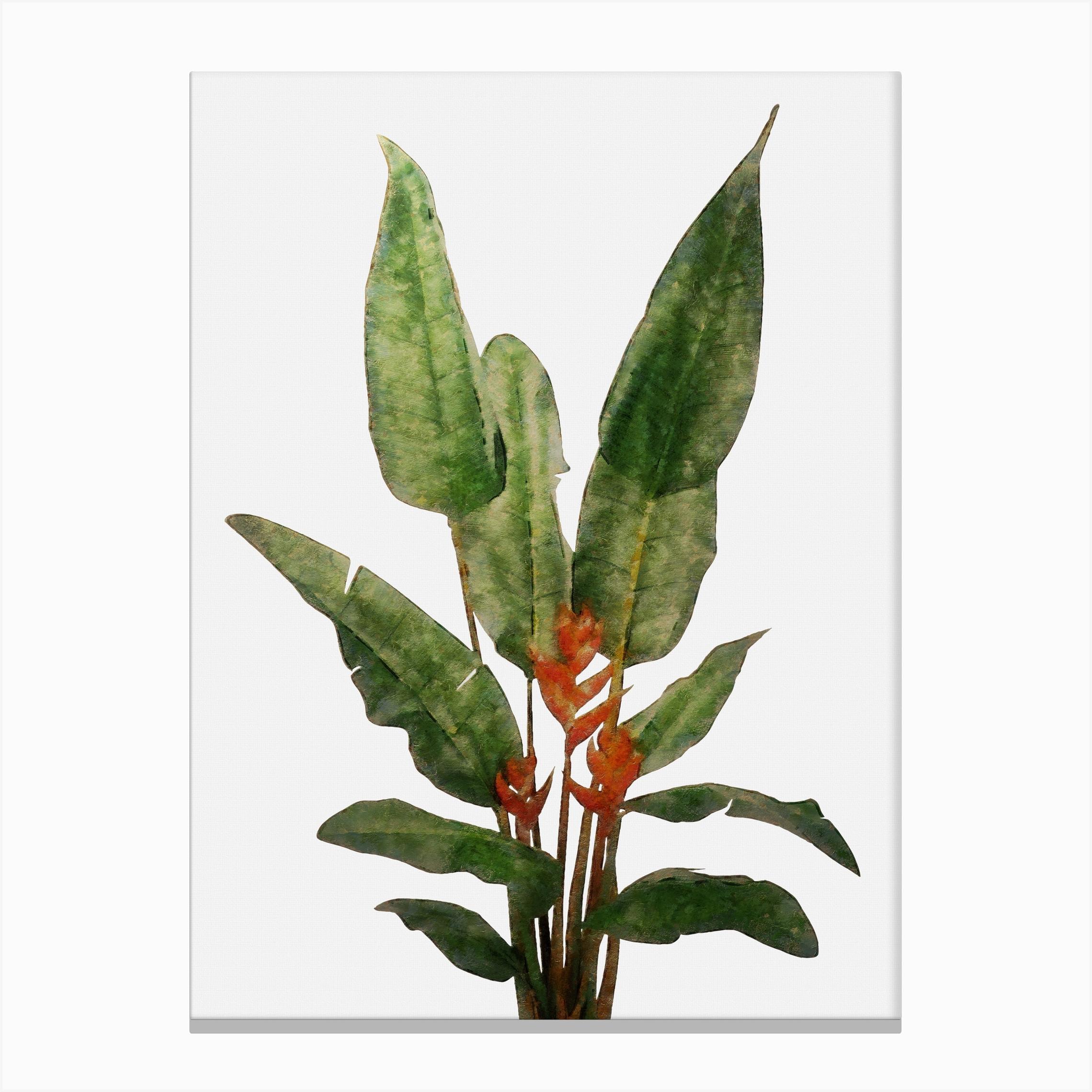 Bird of Paradise Plant on White Canvas Print by Amini54